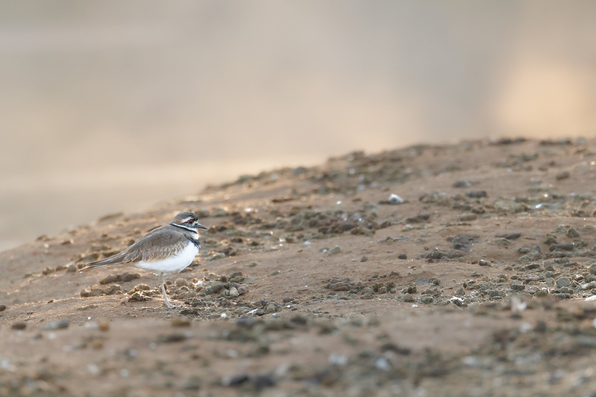 killdeer-on-beach-©NadeenFlynnPhotography-4011-.jpg