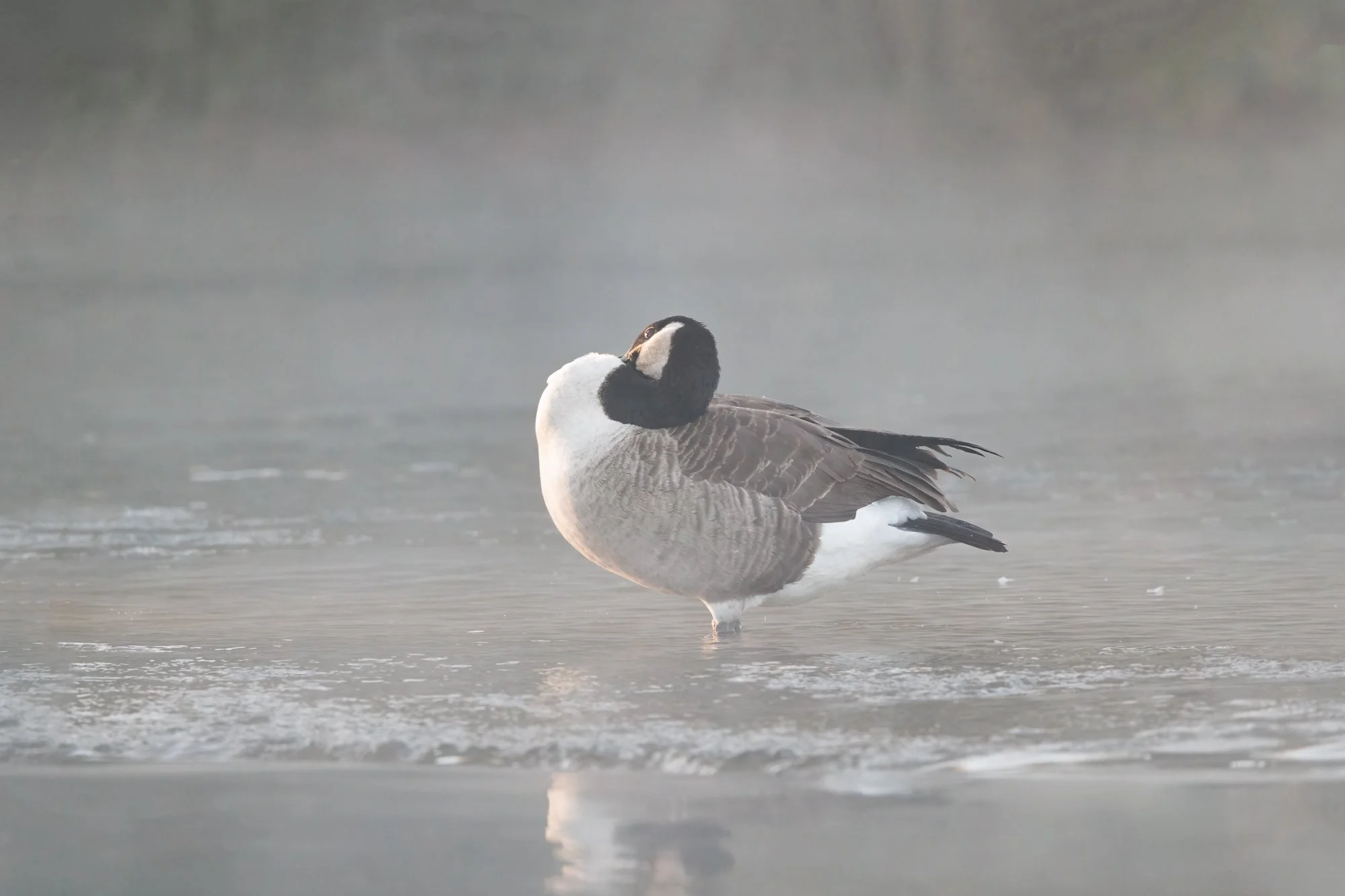 canada-goose©NadeenFlynnPhotography-4002-.jpg