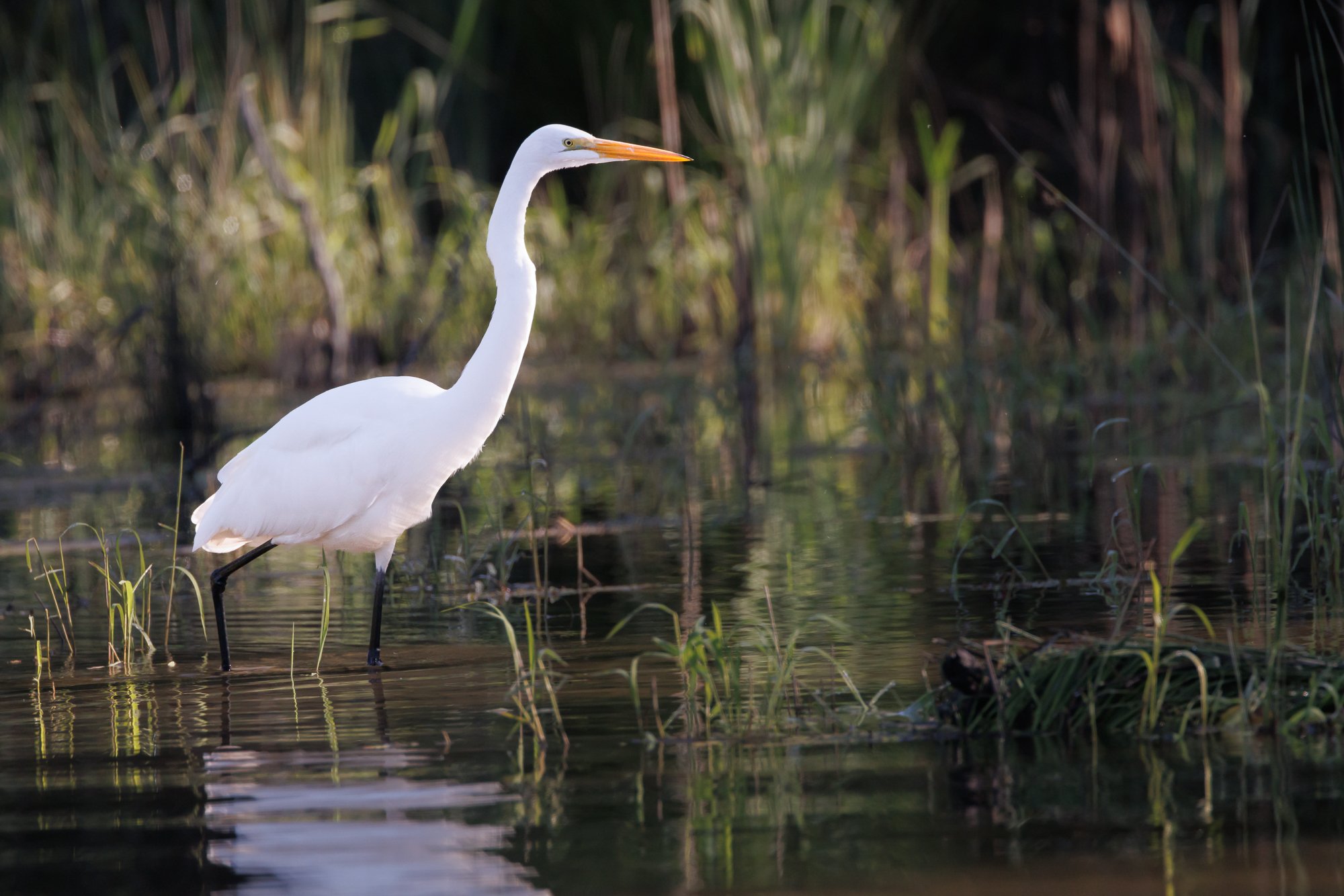 egret-©NadeenFlynnPhotography-4511.jpg