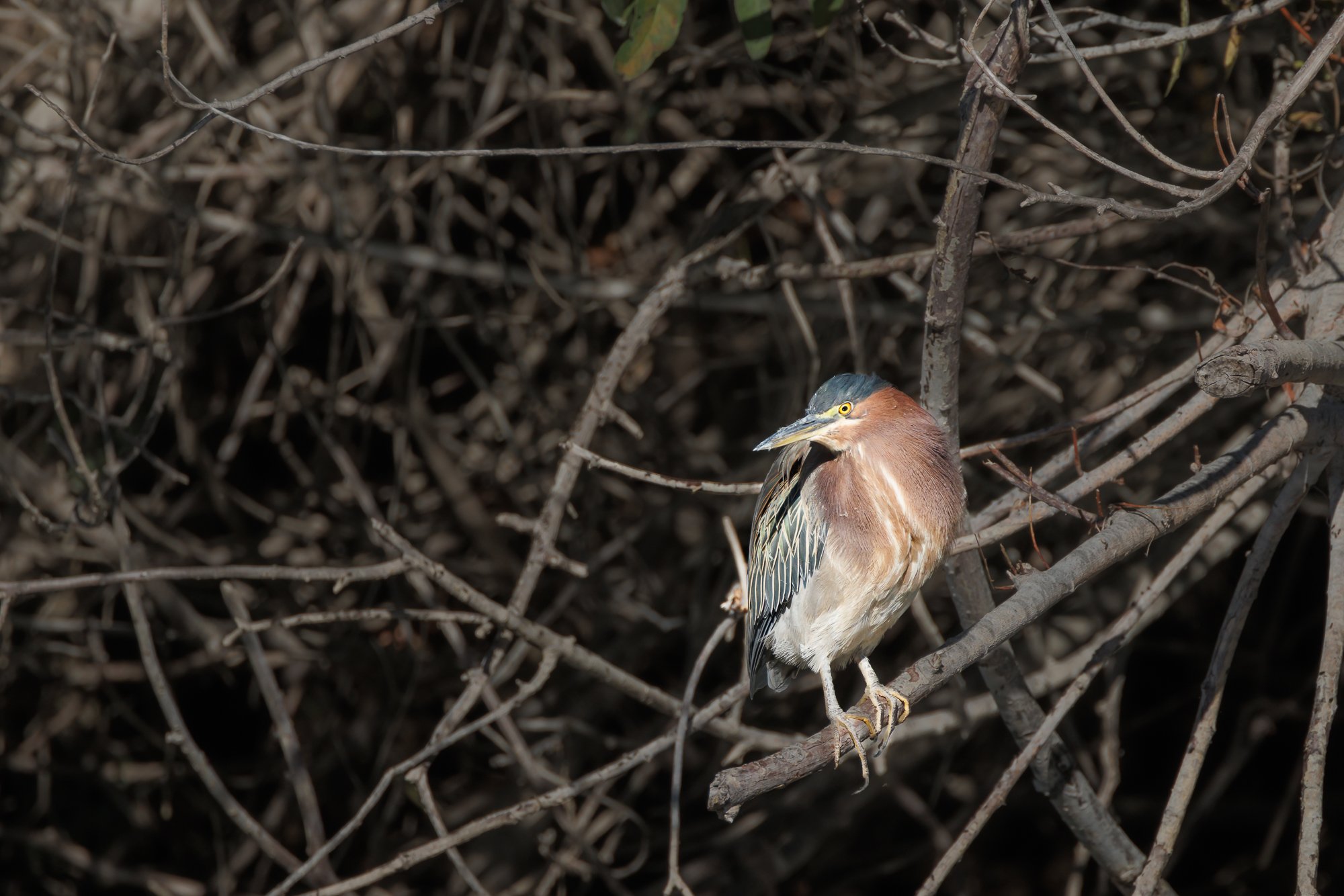 green-heron-©NadeenFlynnPhotography-4542.jpg