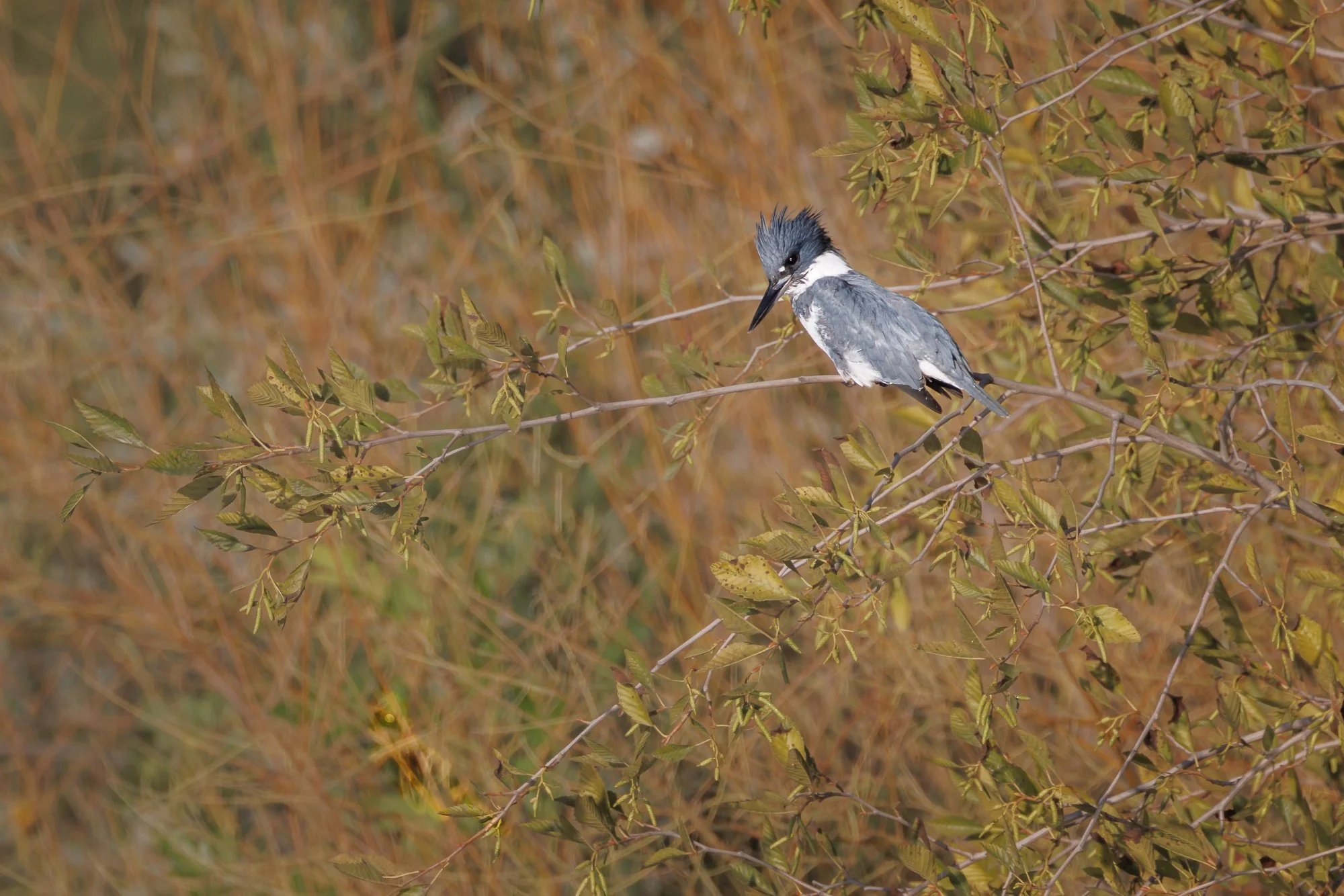 kingfisher-on-the-river-©NadeenFlynnPhotography-4127.jpg