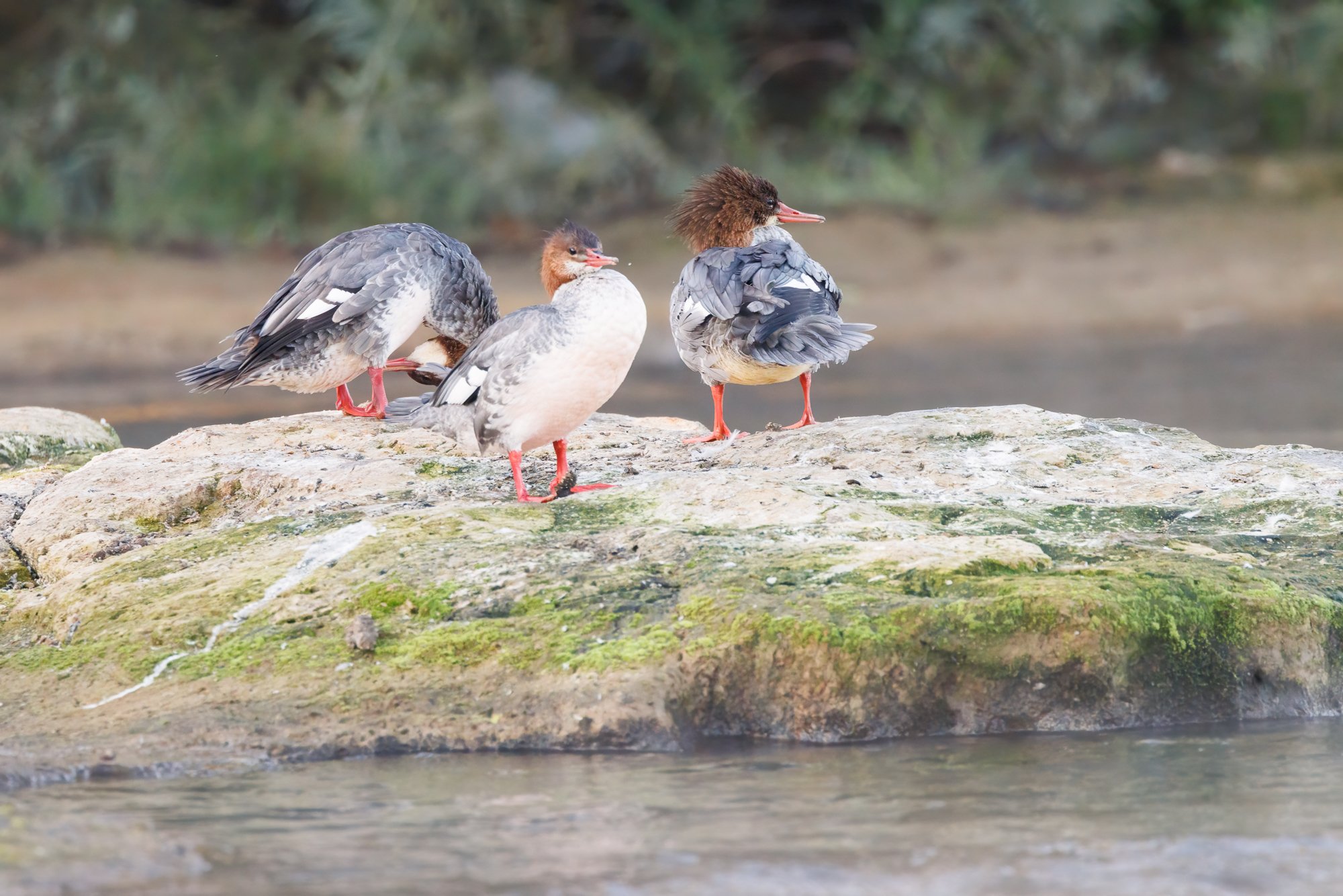 mergansers-on-the-river-©NadeenFlynnPhotography-4174-.jpg