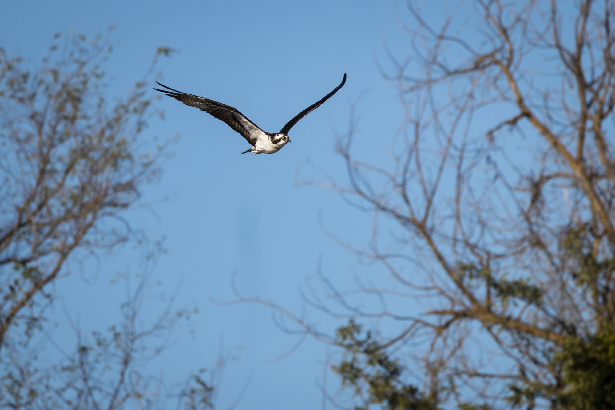 osprey-in-flight-©NadeenFlynnPhotography-4395.jpg