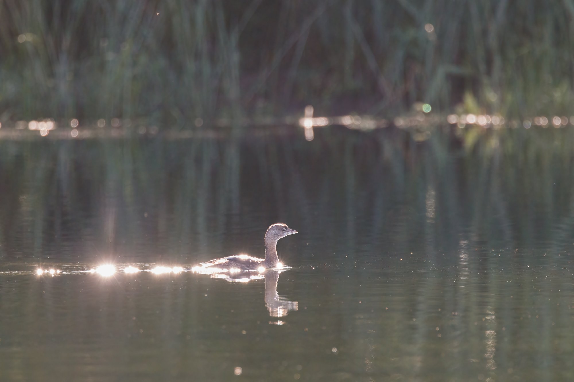 pied-billed-grebe-©NadeenFlynnPhotography-4448-.jpg