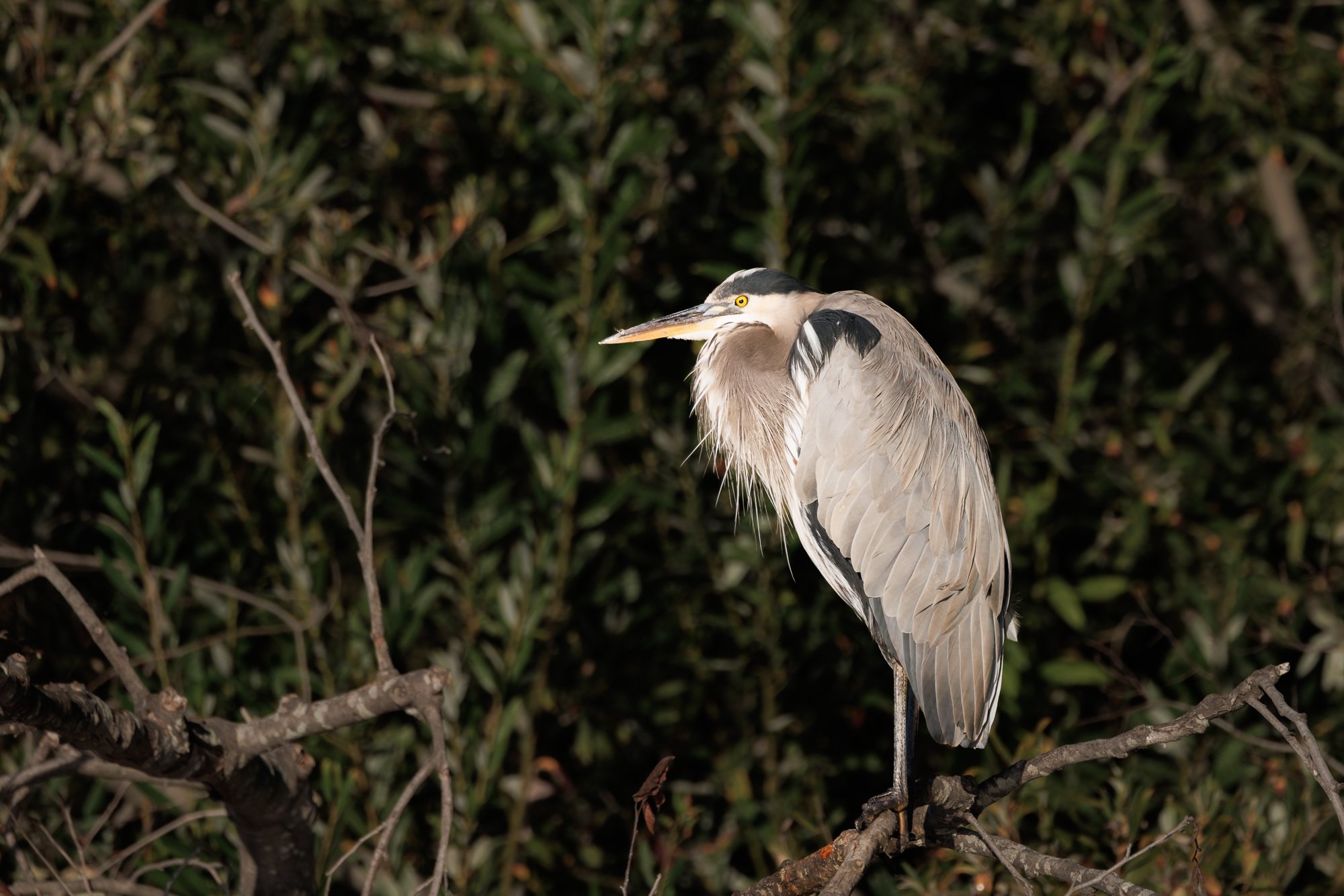 great-blue-heron-on-the-river-©NadeenFlynnPhotography-4071.jpg