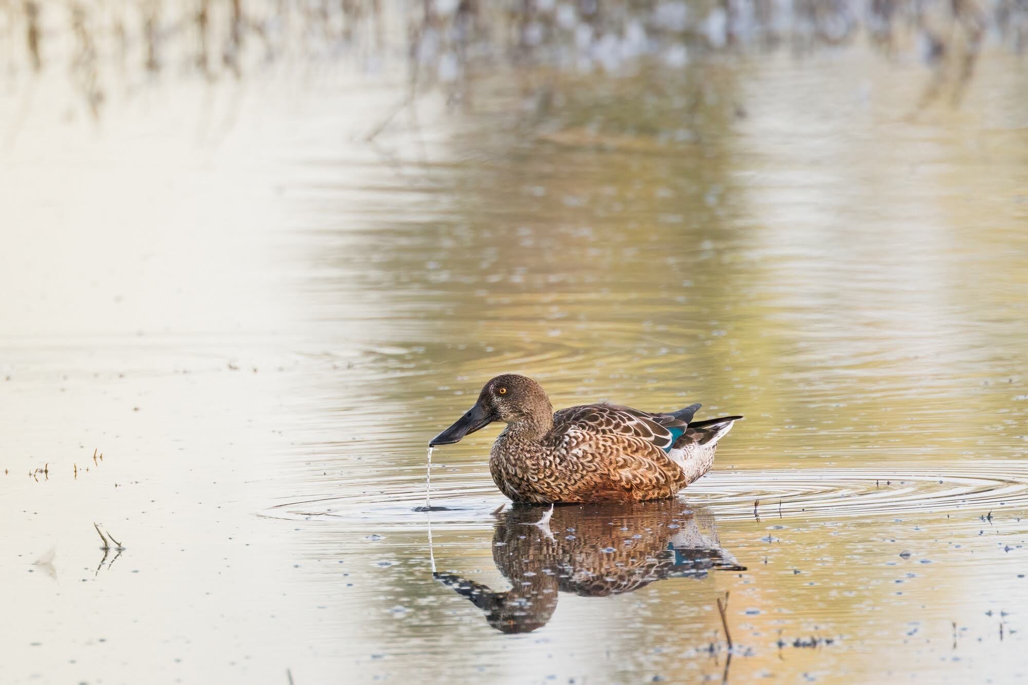 Northern Shoveler 

It was a busy morning at the refuge with shovelers, pintails, stilts, and so many other waterfowl. Dipping its head under the surface and skimming the dirt underneath, this shoveler kept very busy finding plenty to eat.

We have c