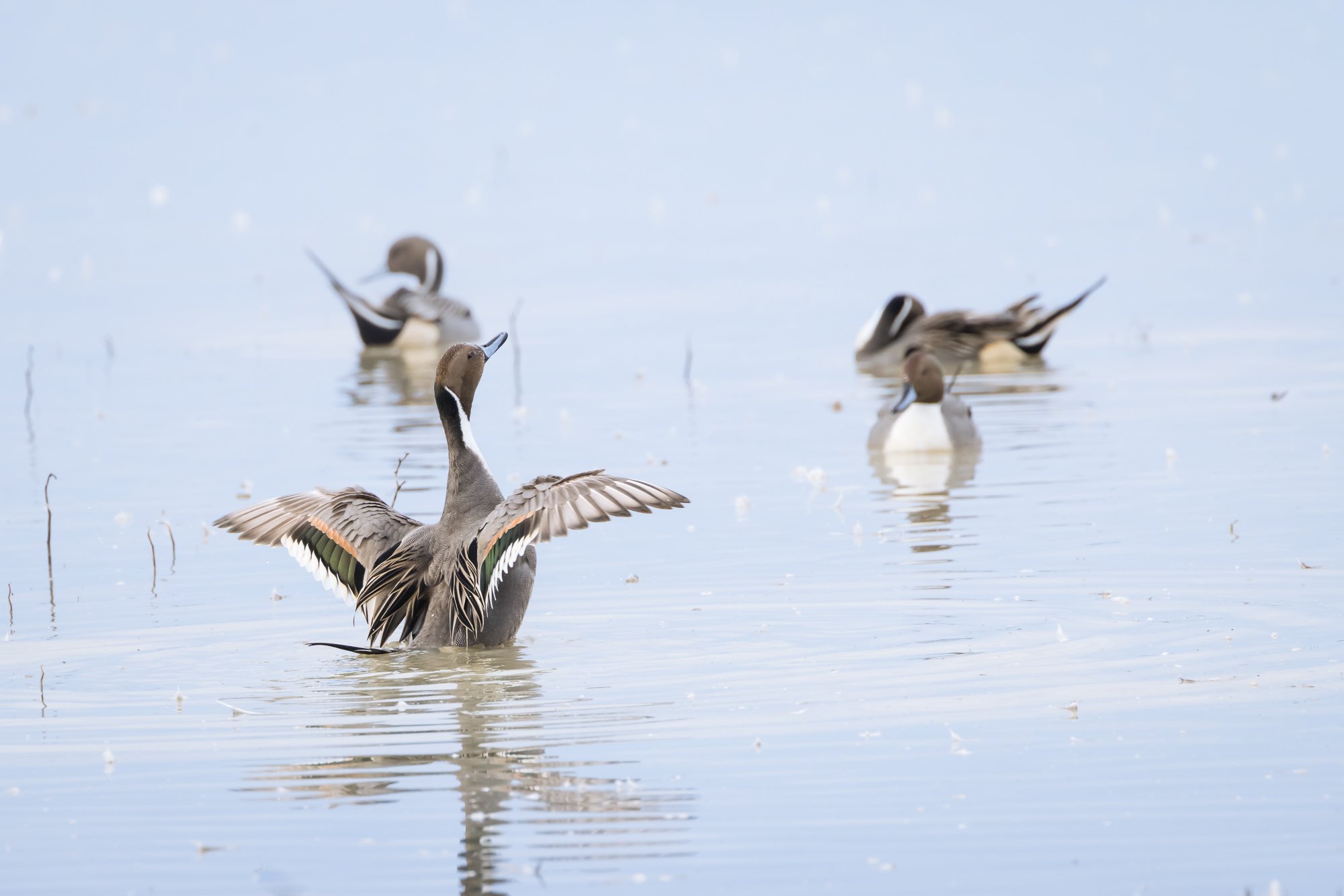 stretching-pintail-©NadeenFlynnPhotography-9845.jpg