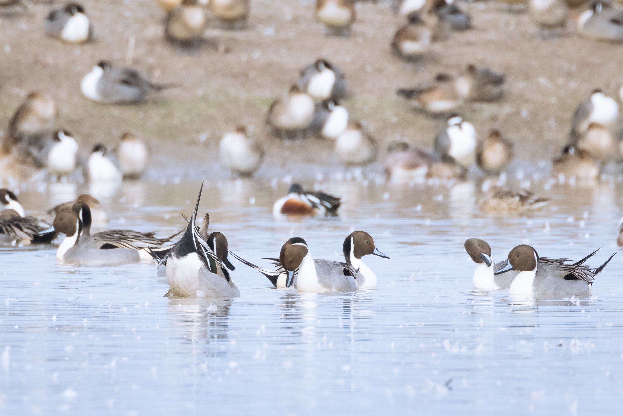 tails-up-pintail-©NadeenFlynnPhotography-0225.jpg