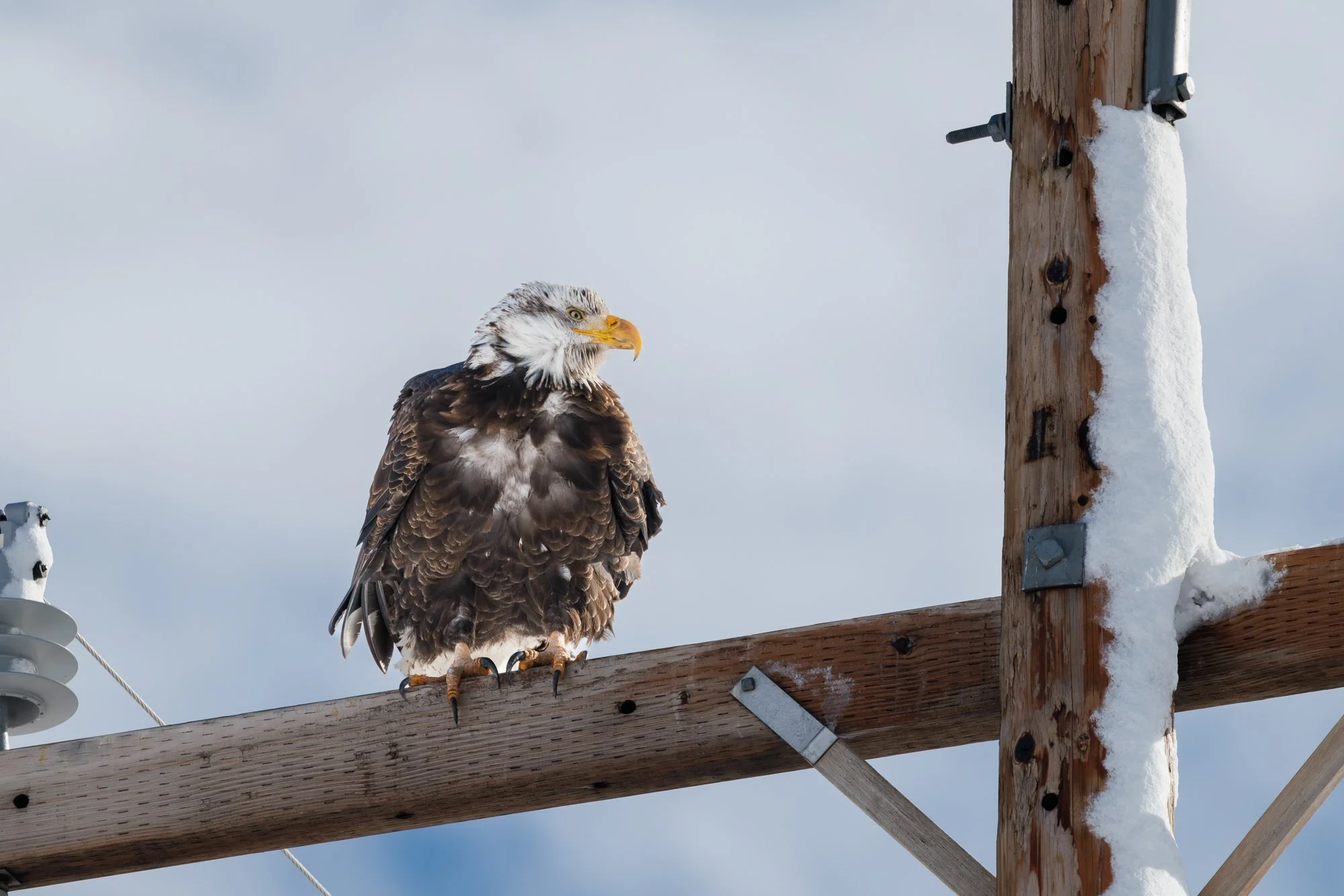 bald-eagle-on-power-pole-©NadeenFlynnPhotography-1930-.jpg