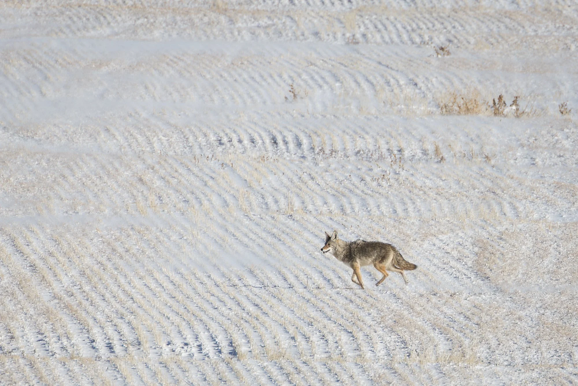 coyote-on-the-run-©NadeenFlynnPhotography-1954-.jpg