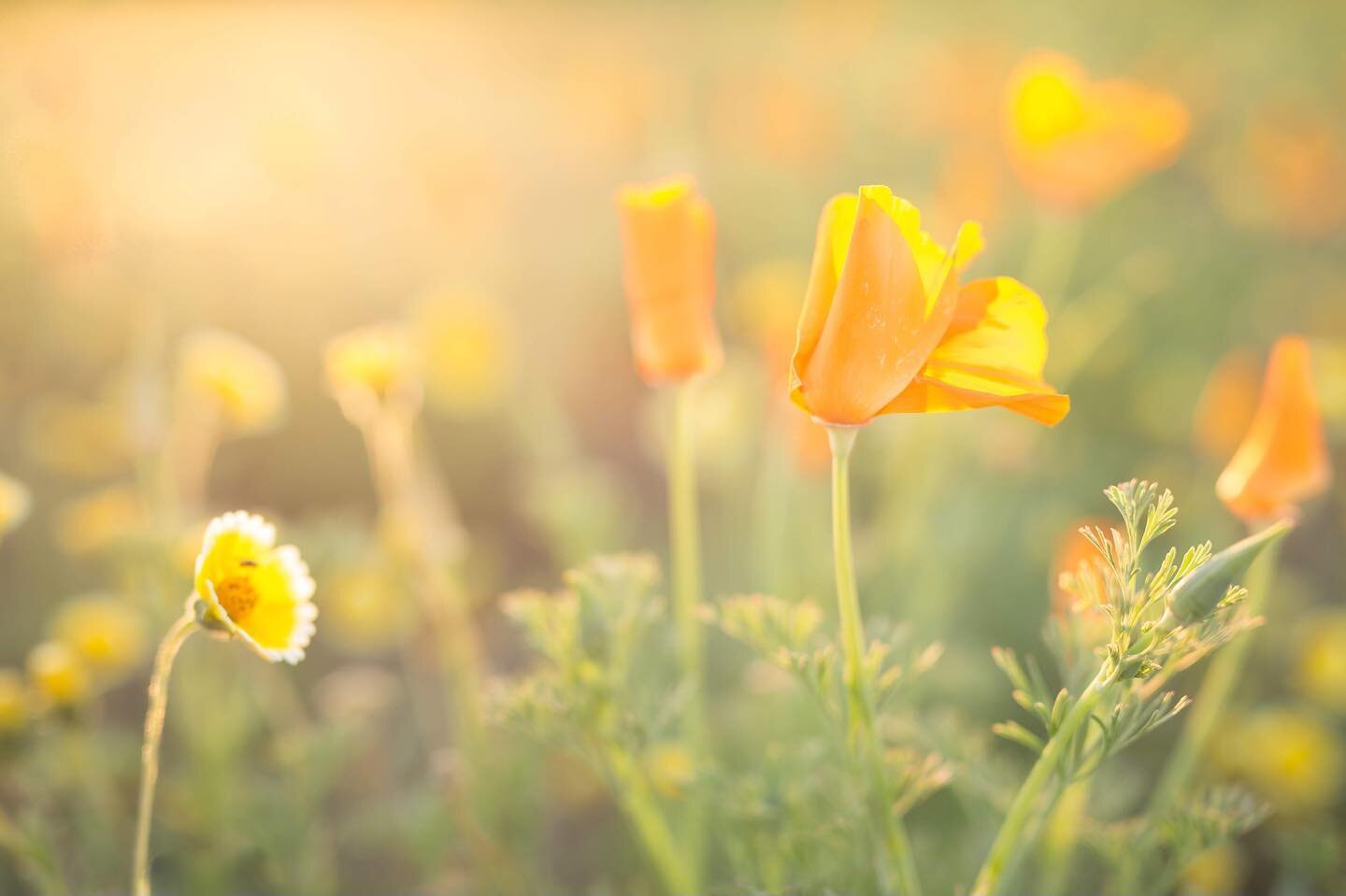 I just discovered it&rsquo;s California Poppy Day! Love those cheery poppies&hellip; especially when they are backlit! 😎

#wildforflowers
#bloomandgrow
#underthefloralspell
#flowerstagram
#beautifulblooms
#myfloraldays
#wildaboutflowers
#flowerslove