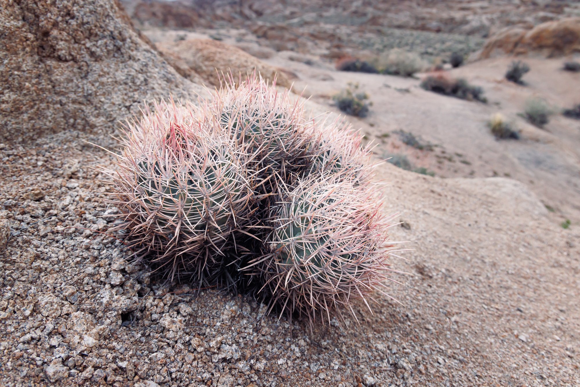 barrel-cactus-©NadeenFlynnPhotography-3132.jpg