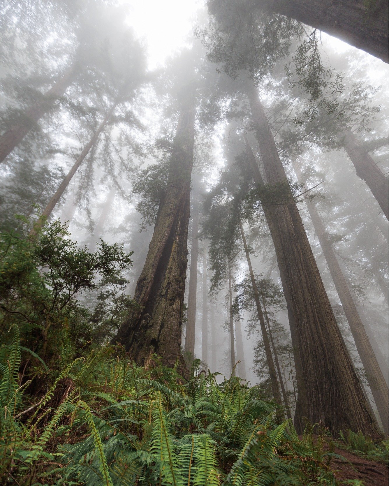 Happy National Park Week!

Redwood National Park 

There&rsquo;s nothing like being among those trees! Get ready to be awestruck when you join @pointamesandshoot and me in Northern California at our Adventure in Redwood National Park in May 2024. The