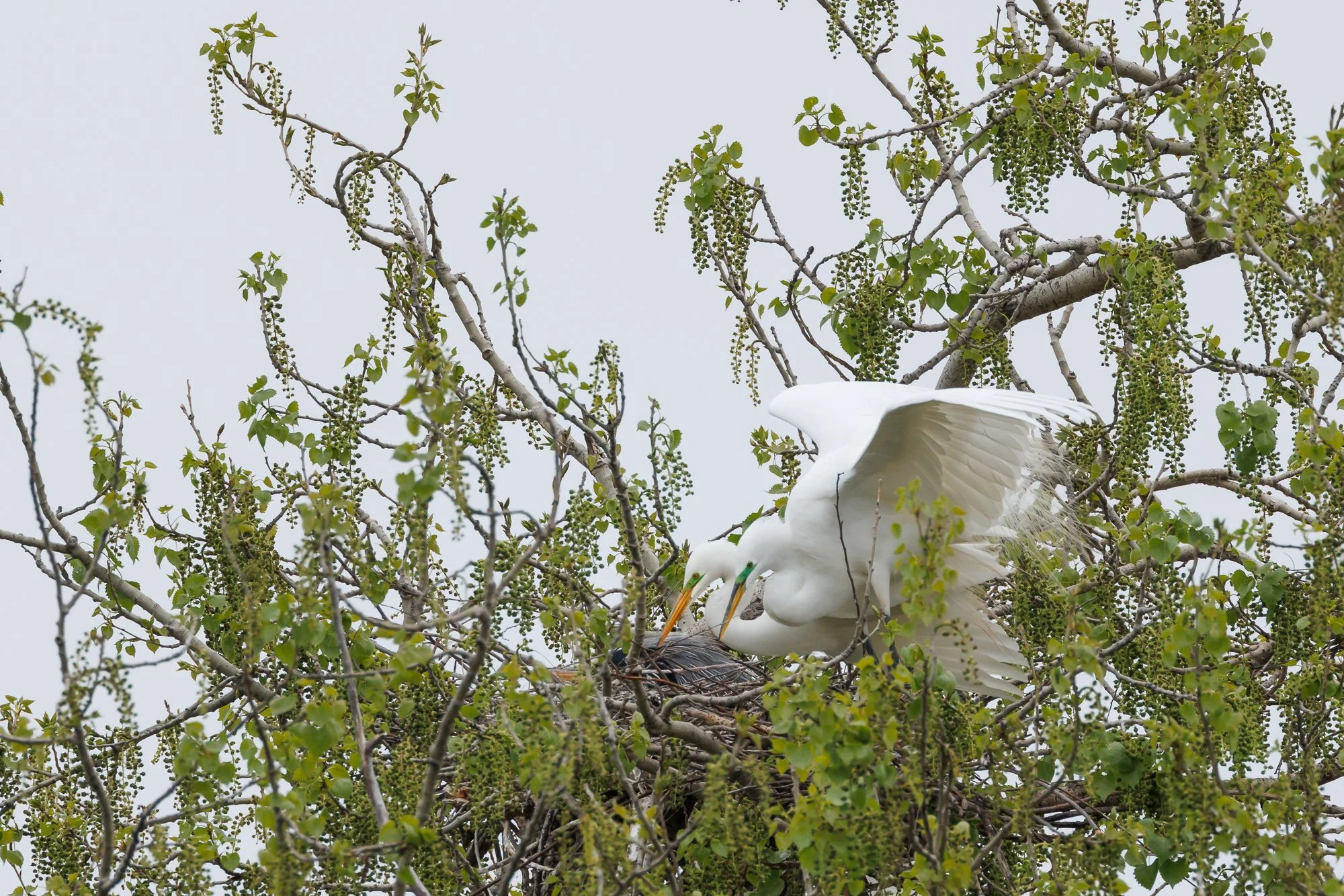 two-egrets-in nest-©NadeenFlynnPhotography-3491.jpg