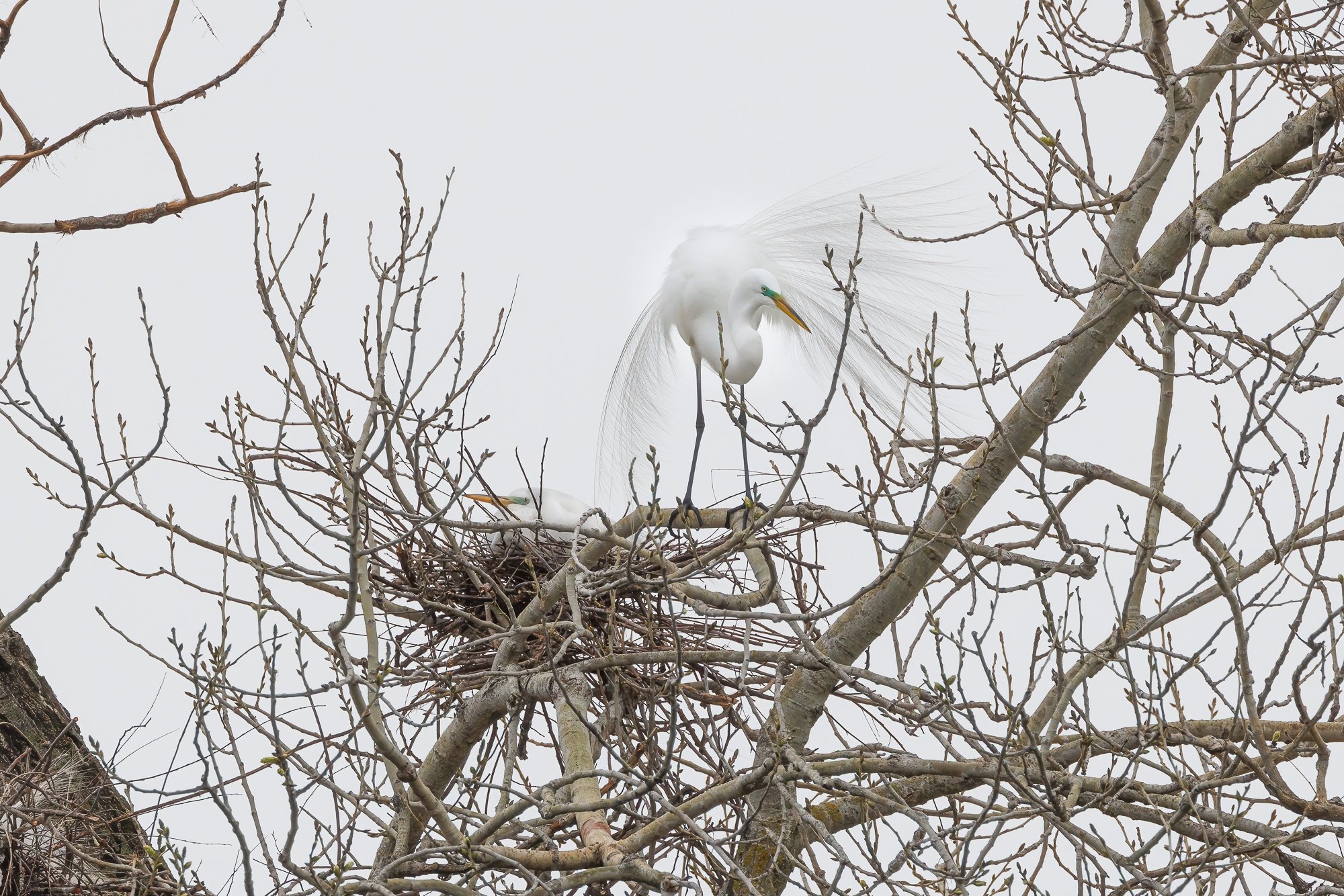 It was raining generously the day I photographed these birds. But, I wasn't about to give up! They were amazing to observe. During courting season the male egret will puff out his chest, spread his wings, and prance around the nest, all while display
