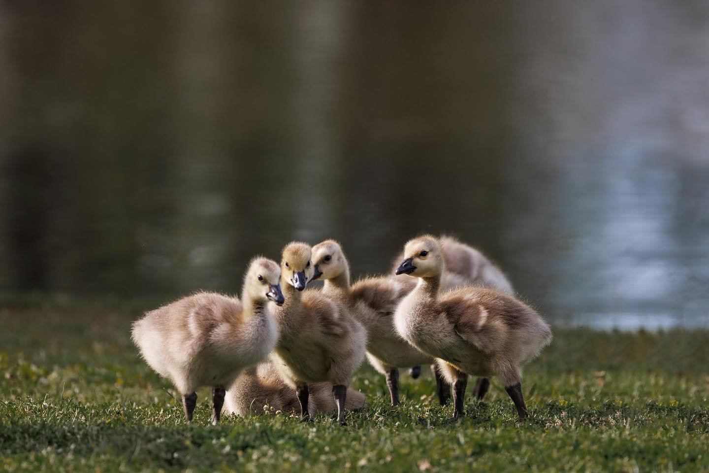 The babies are here! Canada geese parents are ultra attentive and the goslings are very busy. So sweet!

#bestoftgeglobe_nature #bns_nature #fiftyshades_of_nature #rebels_nature #nb_nature_brilliance #everything_imaginable #picturetokeep_nature #allk