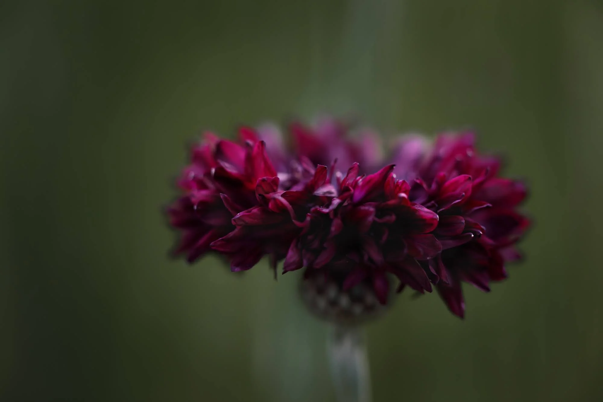 ruby-bachelor-button-©NadeenFlynnPhotography-0647.jpg