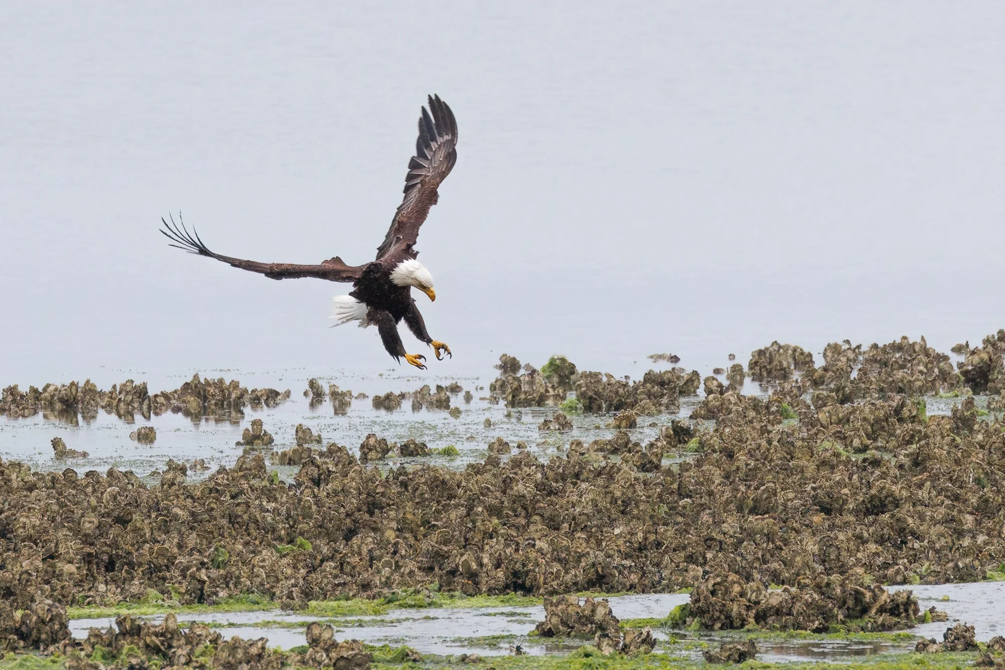 eagle-approach-©NadeenFlynnPhotography-6113-.jpg