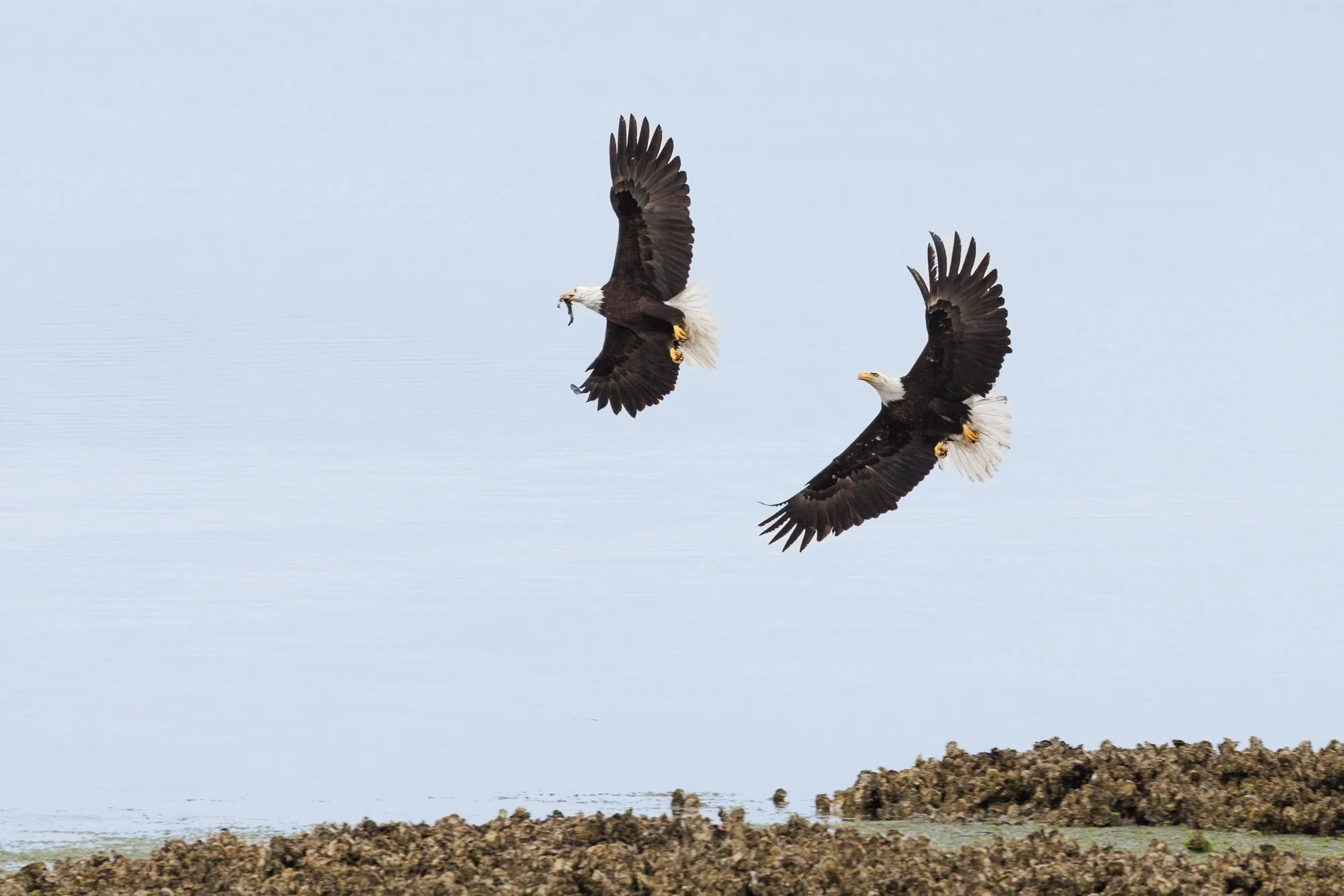 eagle-fued-brewing-©NadeenFlynnPhotography-6290-.jpg