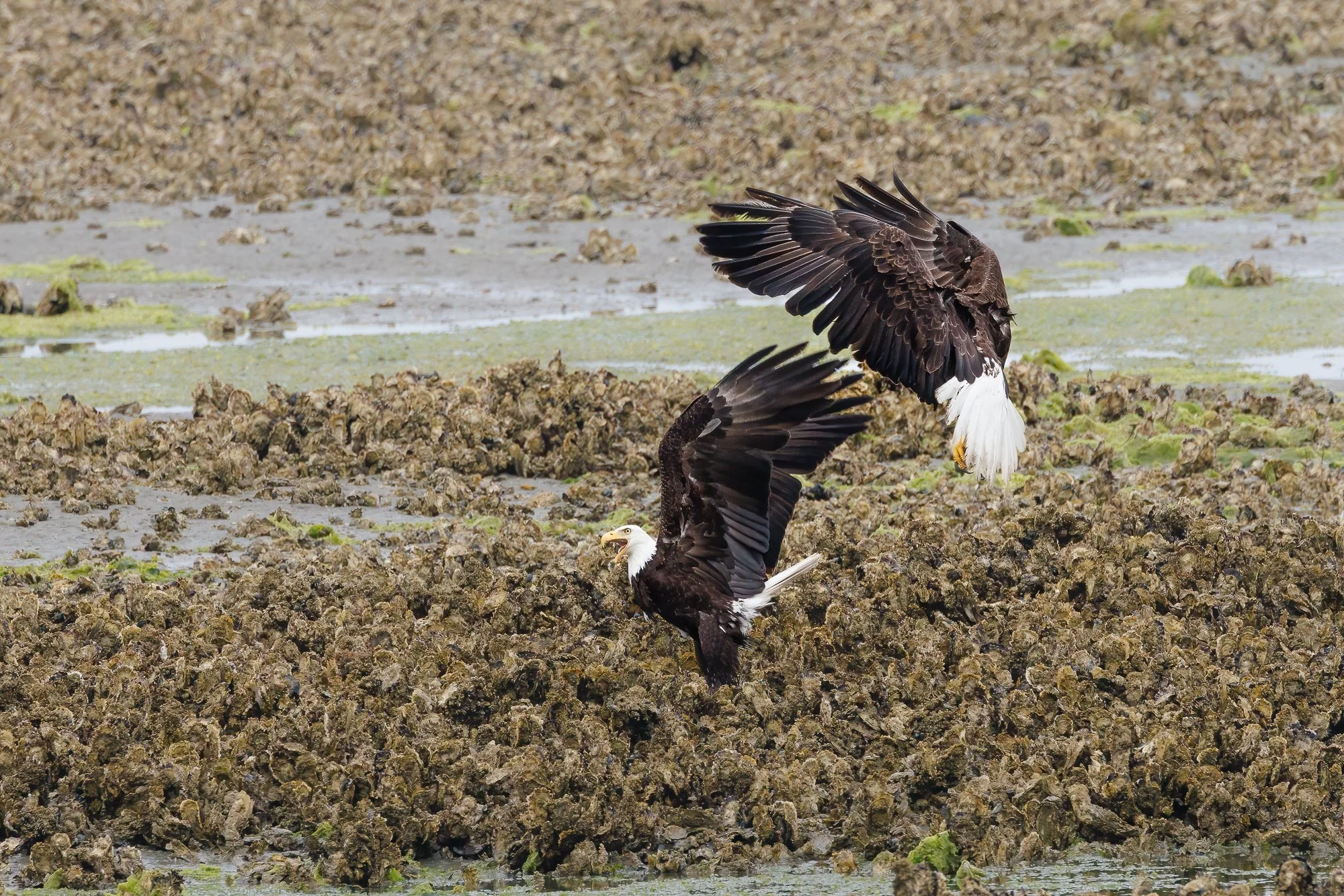 eagle-pending-argument-©NadeenFlynnPhotography-6501-.jpg