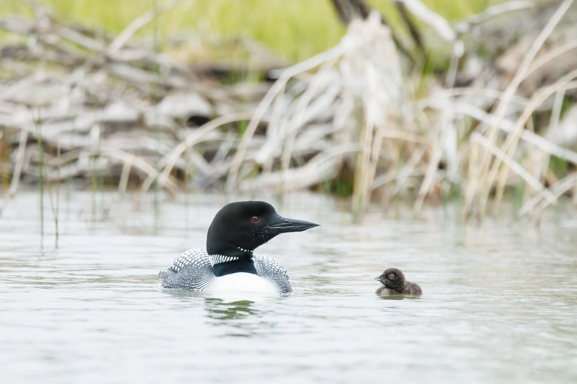 loon-float-dry-sticks-©NadeenFlynnPhotography-9775-.jpg