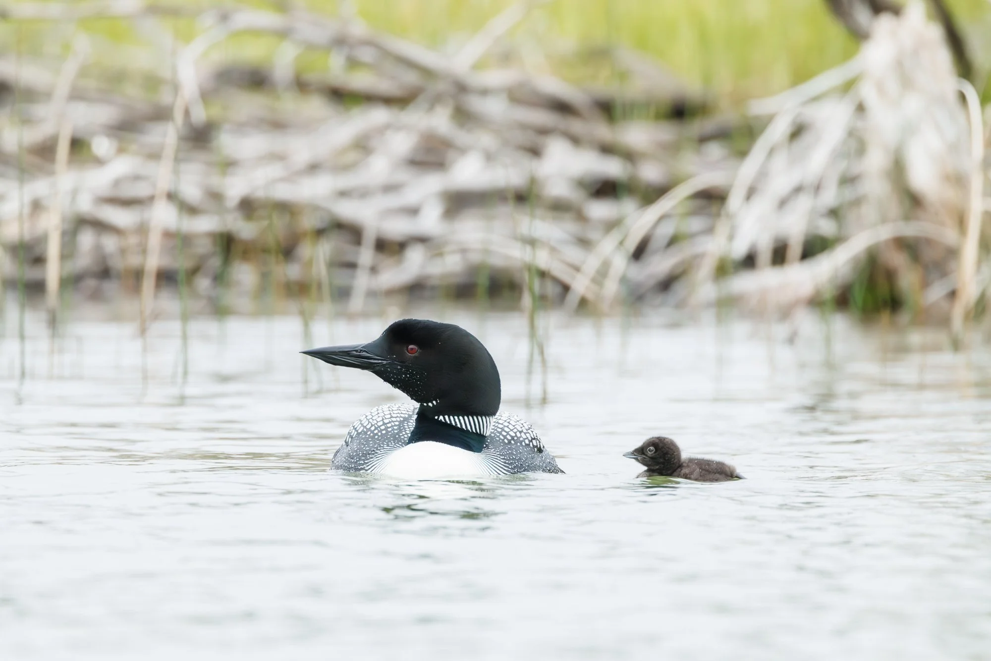 loon-float-dry-sticks-©NadeenFlynnPhotography-9779-.jpg