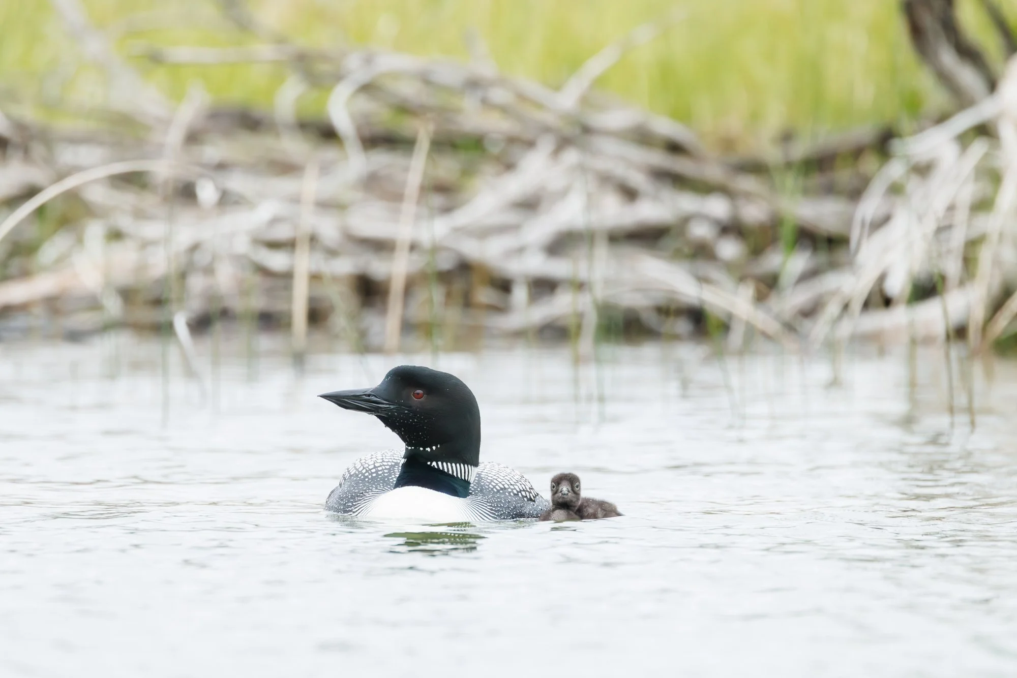 loon-float-dry-sticks-©NadeenFlynnPhotography-9783-.jpg