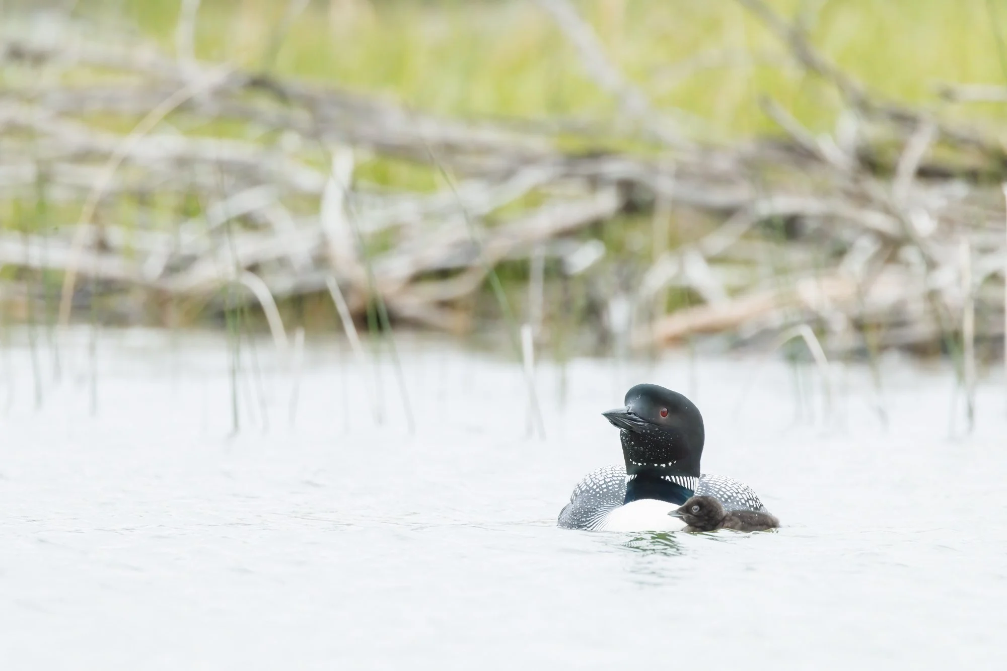 loon-float-dry-sticks-©NadeenFlynnPhotography-9789-.jpg