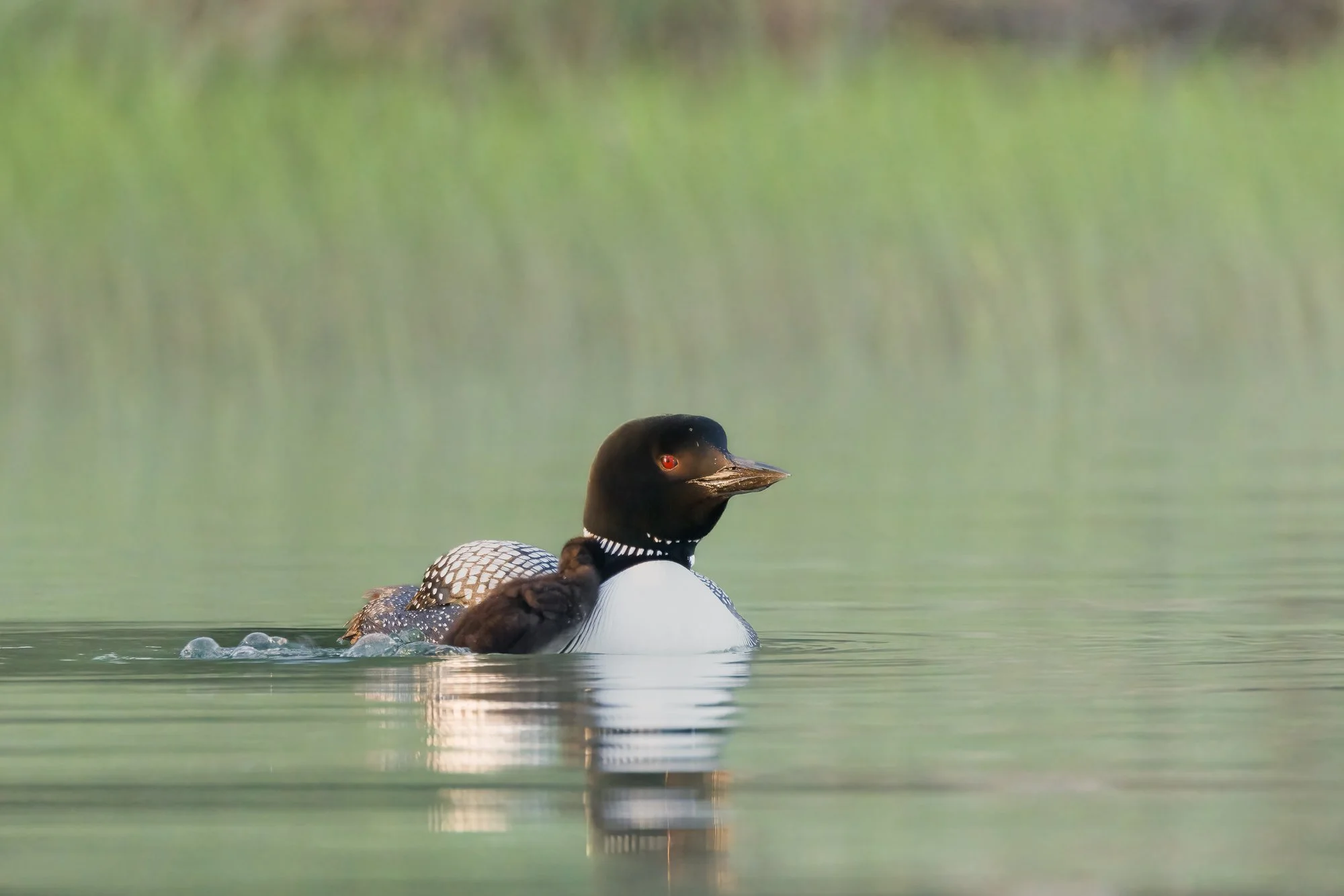 loon-chick-climbing-on-board-©NadeenFlynnPhotography-9971-1-2.jpg