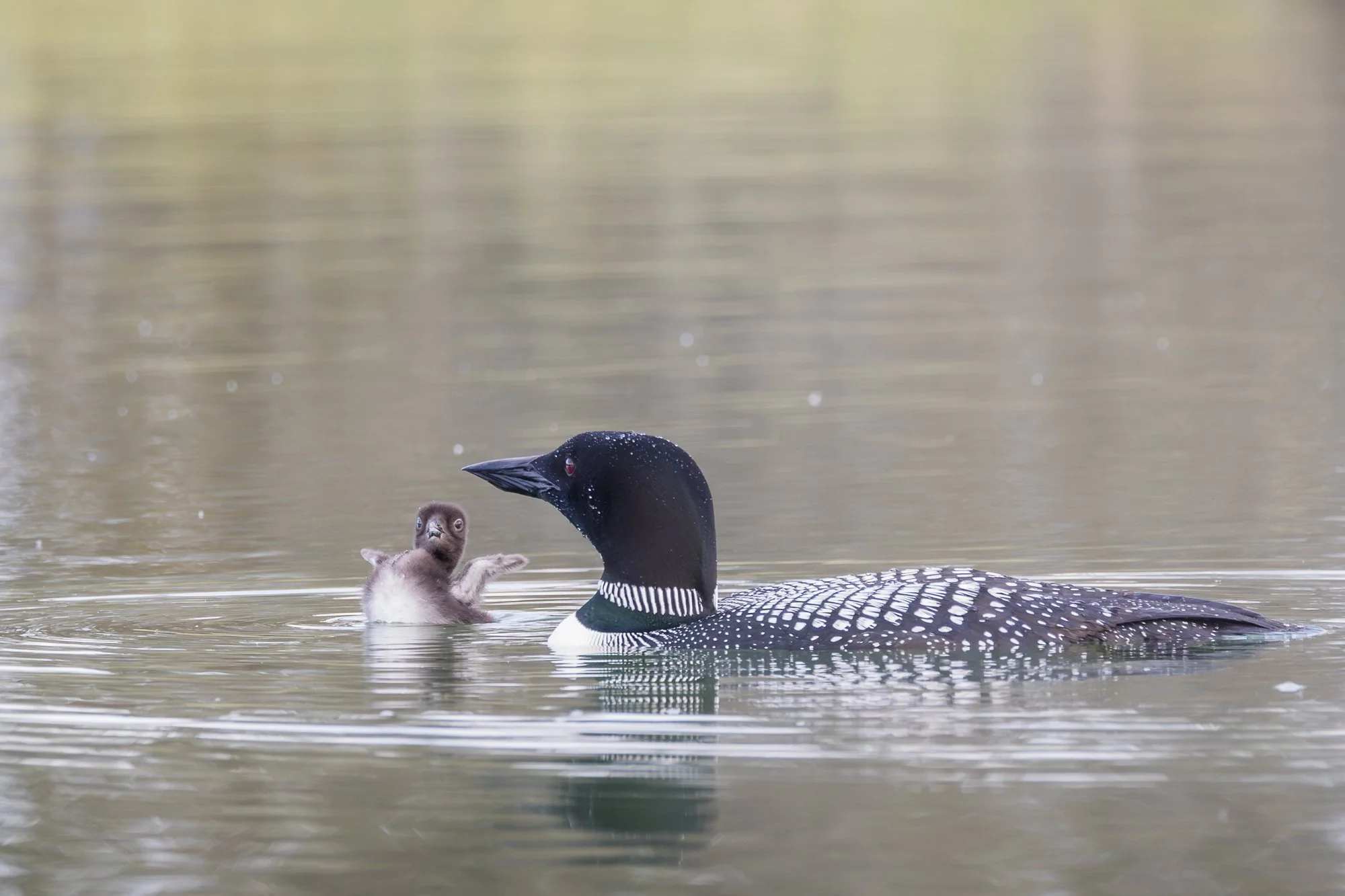 weeble-wabble-loon-chick-©NadeenFlynnPhotography-1.jpg