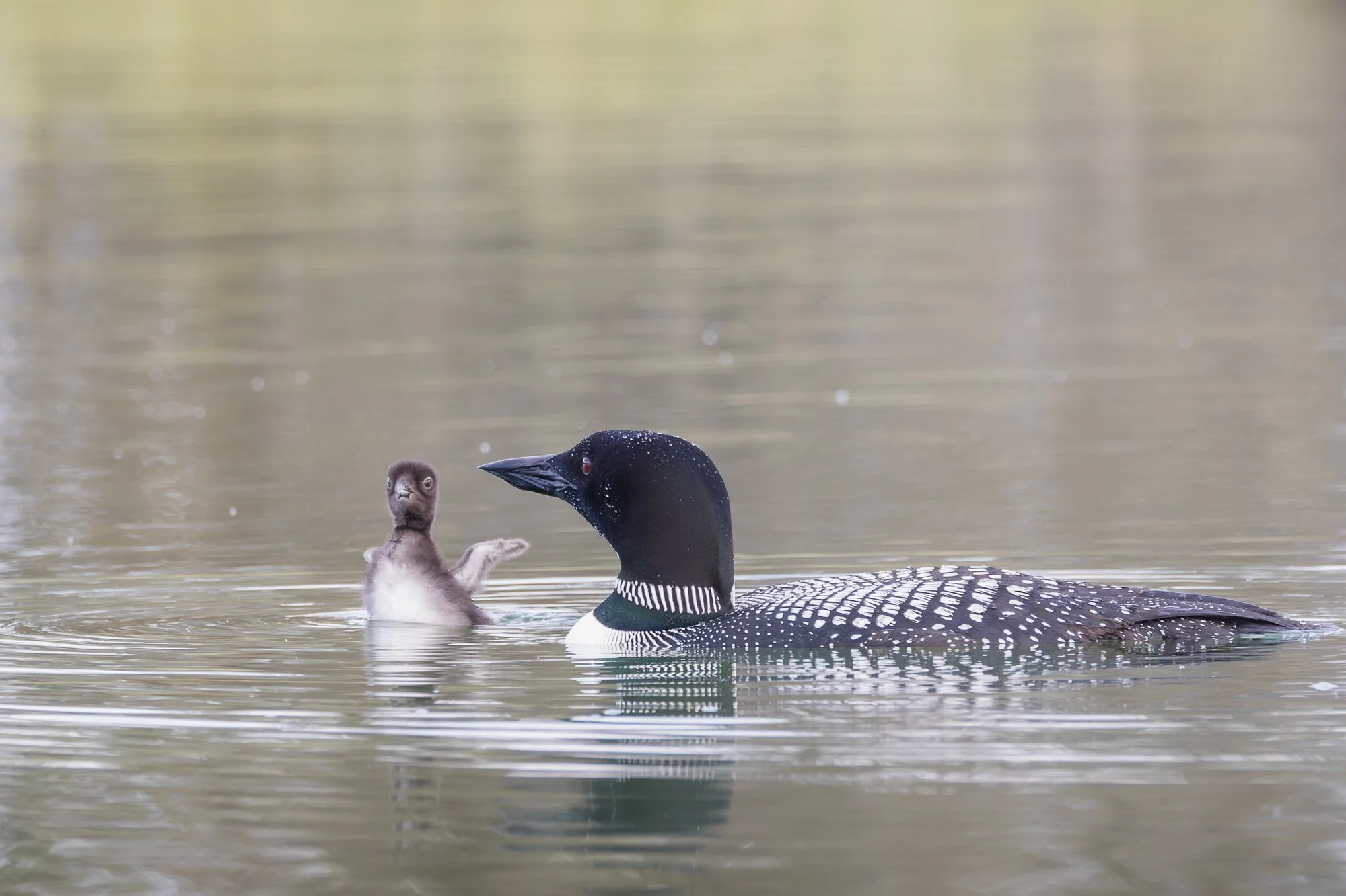 weeble-wabble-loon-chick-©NadeenFlynnPhotography-2.jpg