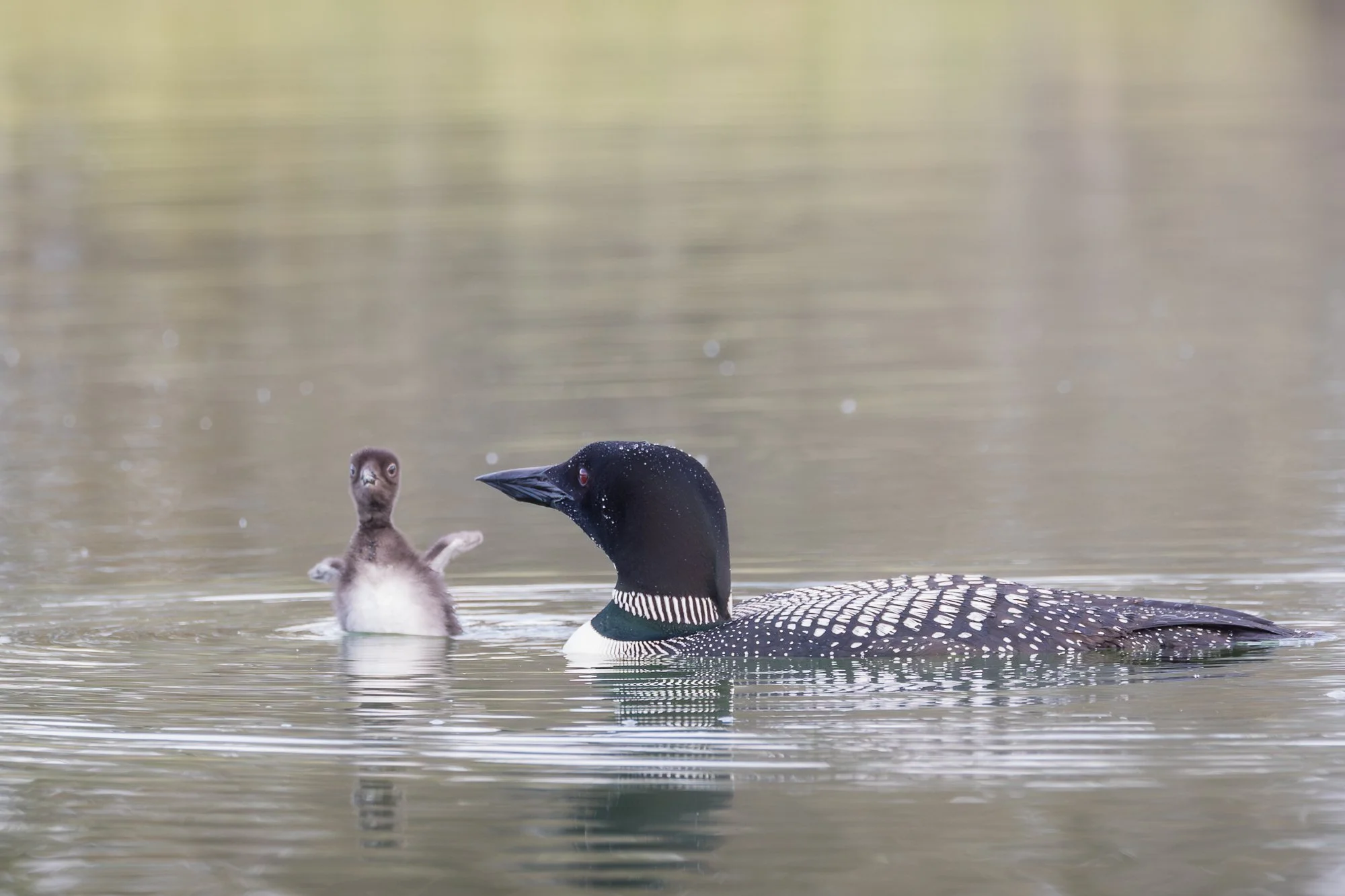 weeble-wabble-loon-chick-©NadeenFlynnPhotography-3.jpg