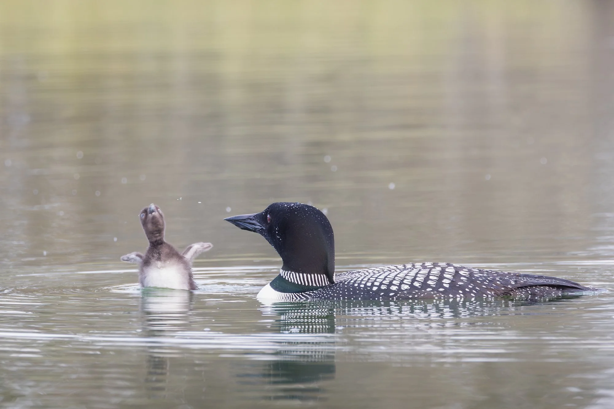 weeble-wabble-loon-chick-©NadeenFlynnPhotography-4.jpg