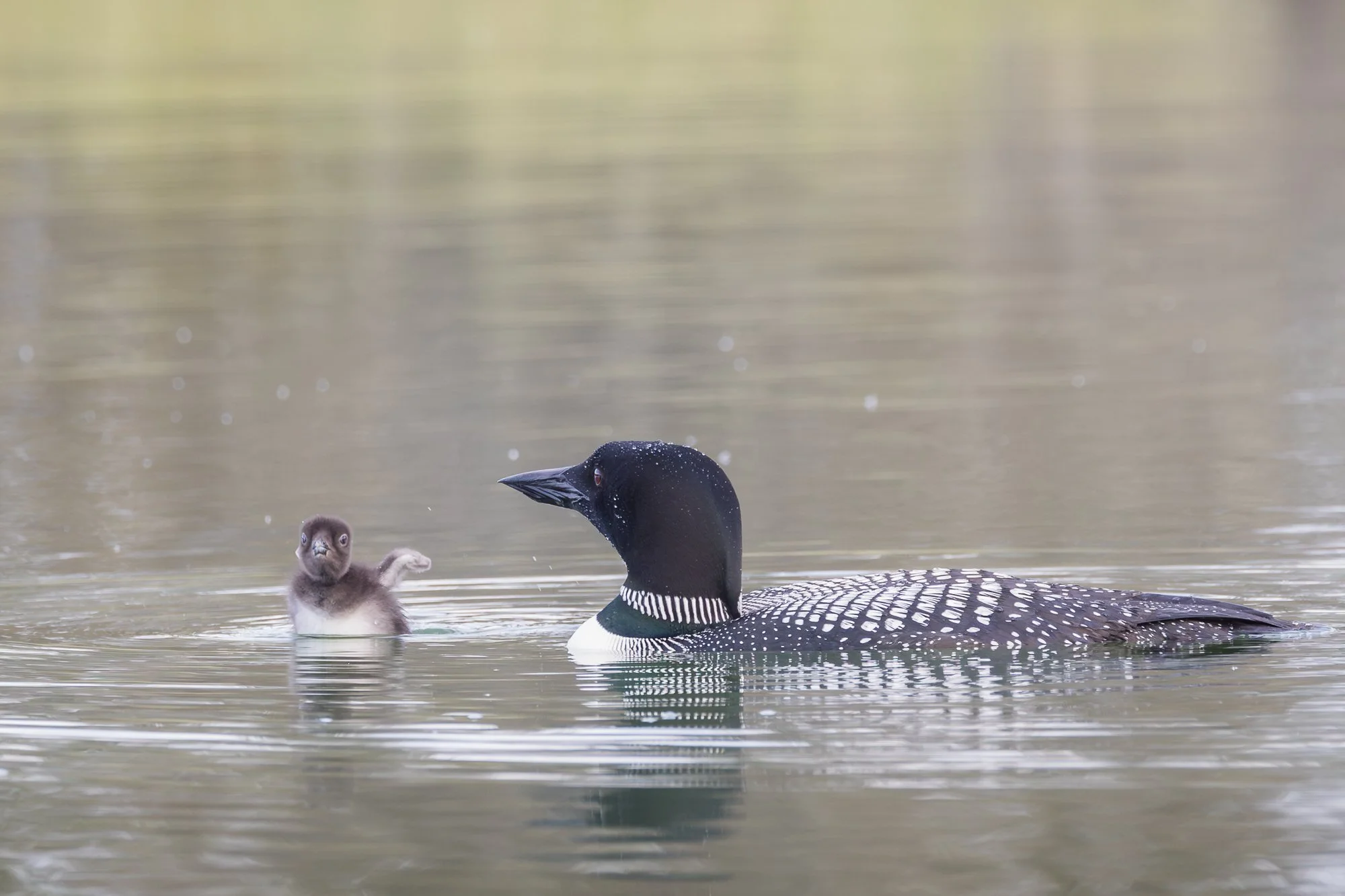 weeble-wabble-loon-chick-©NadeenFlynnPhotography-5.jpg