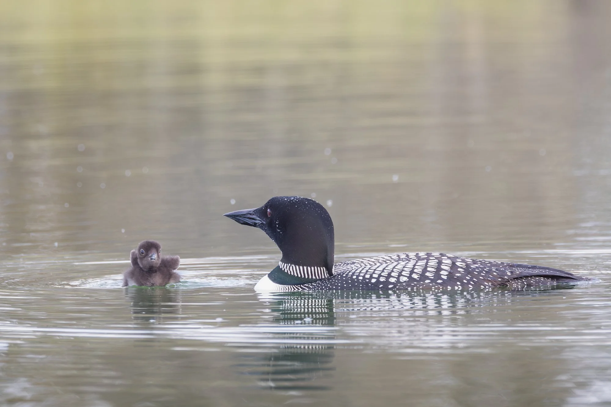 weeble-wabble-loon-chick-©NadeenFlynnPhotography-6.jpg