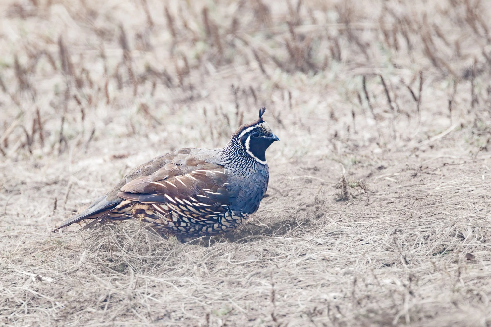 quail-in-fog-©NadeenFlynnPhotography-1910-.jpg