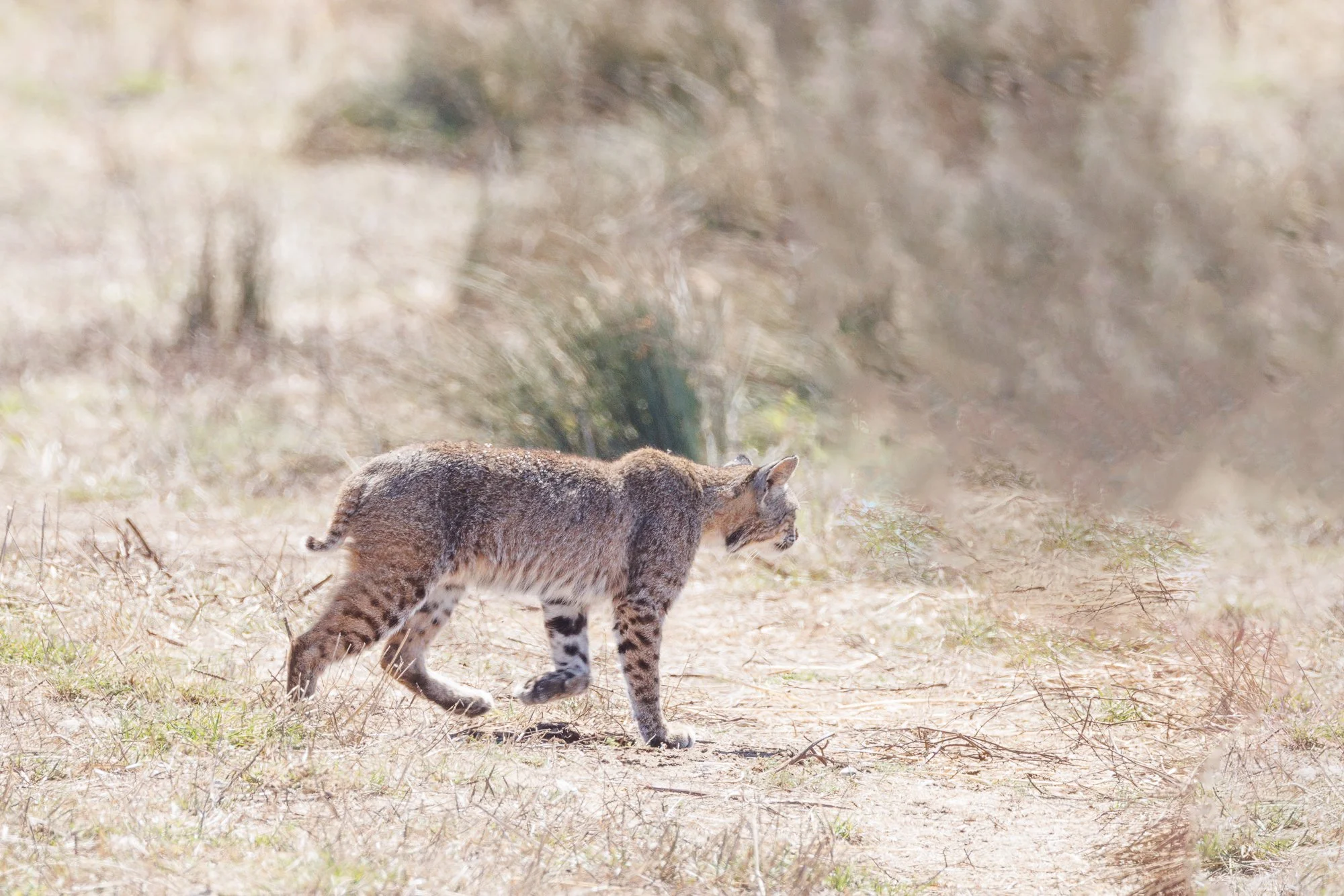 bobcat-on-the-run-©NadeenFlynnPhotography-3805-.jpg