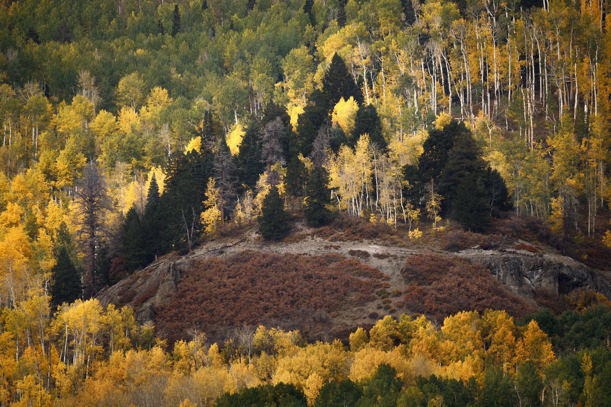 Autumn Color in Colorado