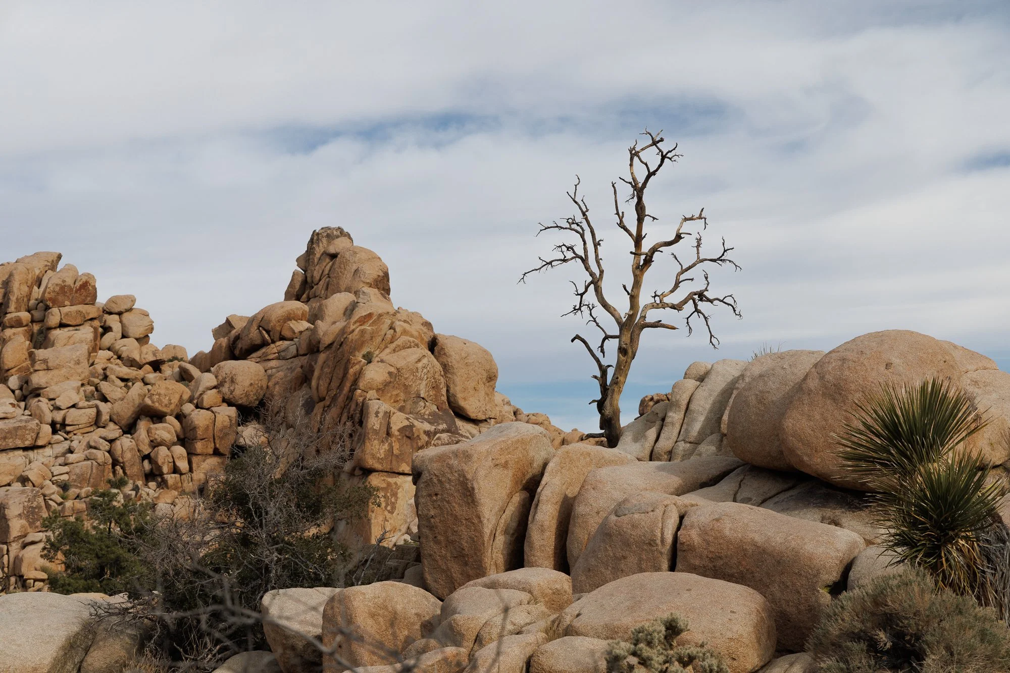 desert-harshness-©NadeenFlynnPhotography-4240.jpg