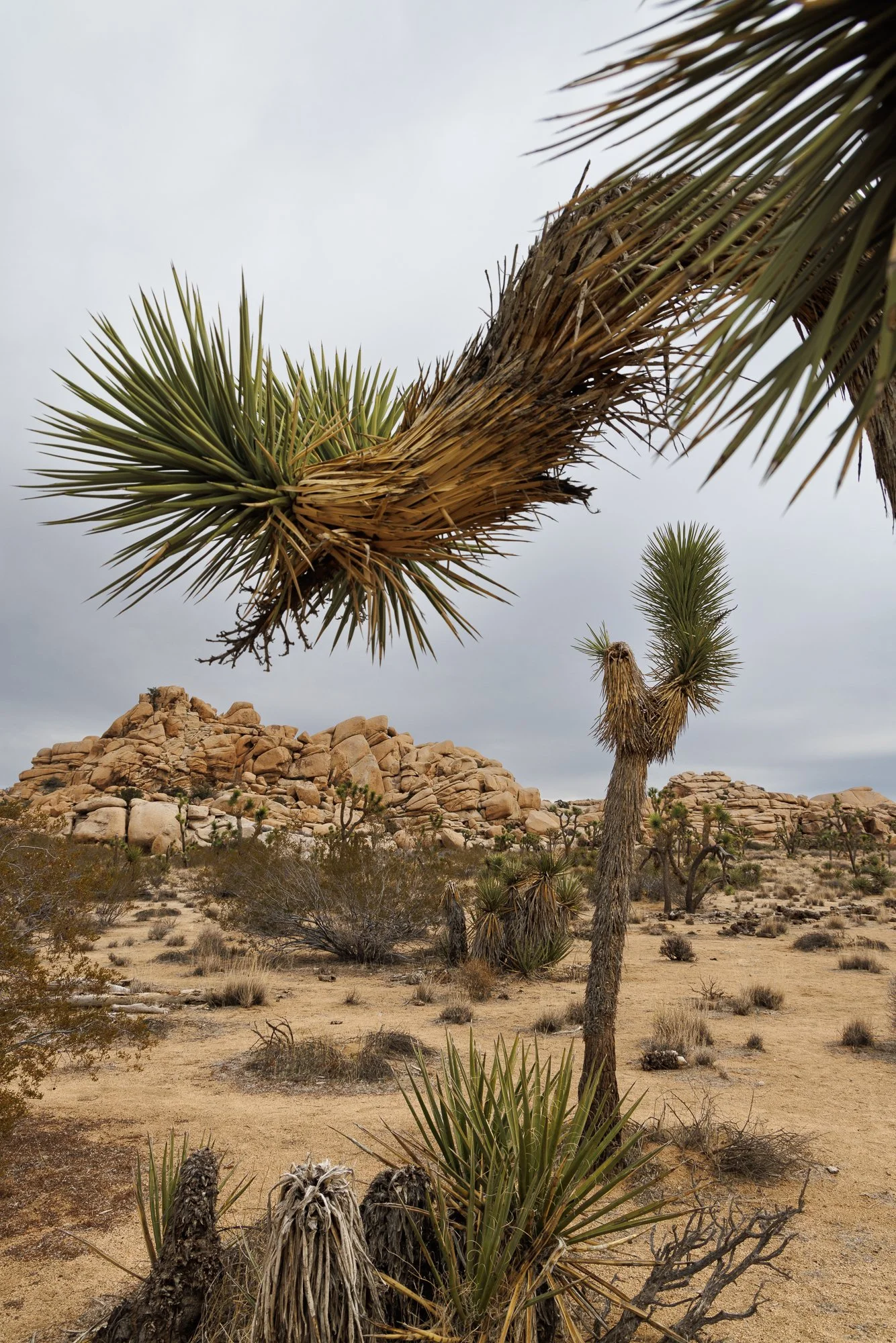 desert-joshua-trees-©NadeenFlynnPhotography-4257.jpg