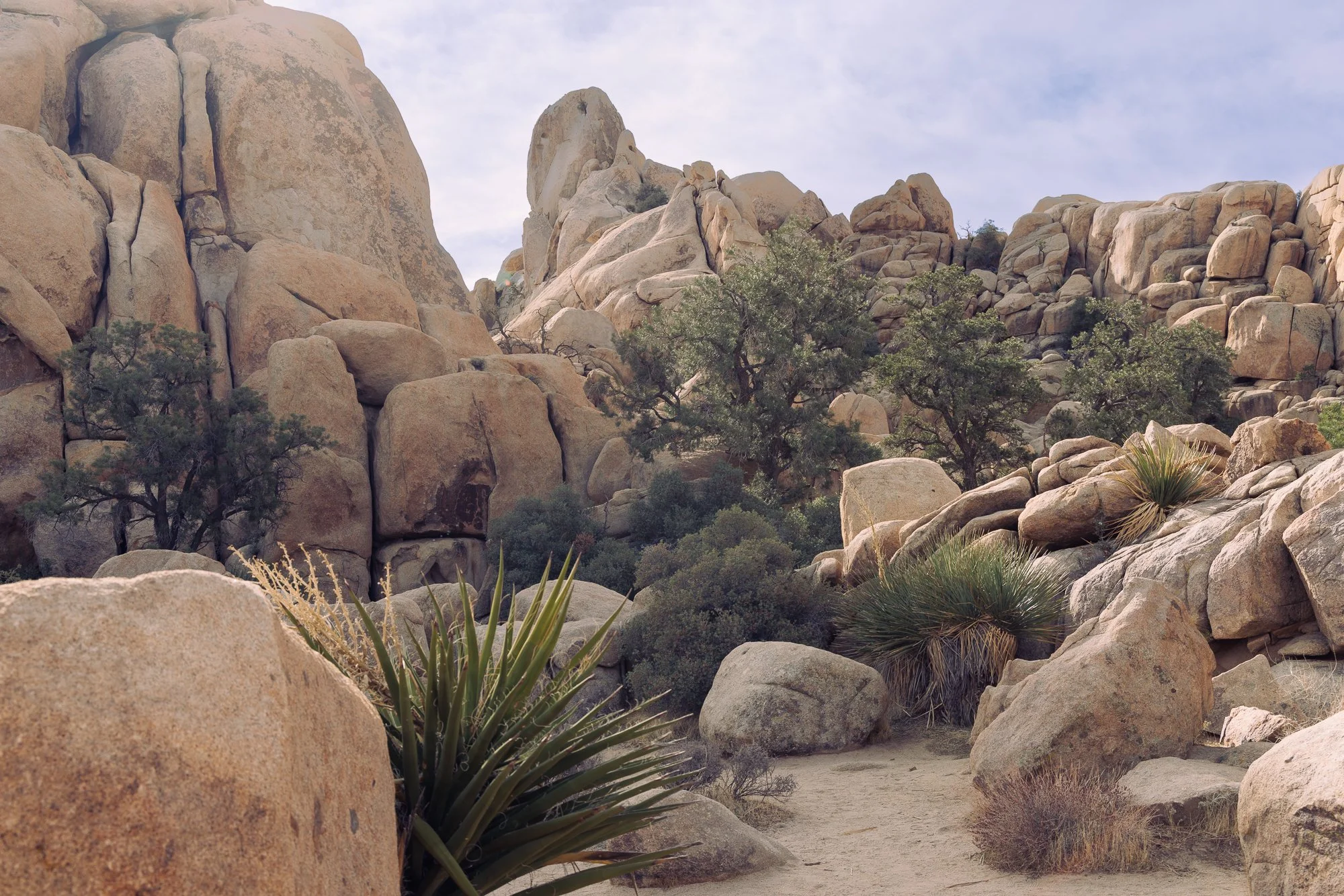 desert-path-©NadeenFlynnPhotography-4232.jpg