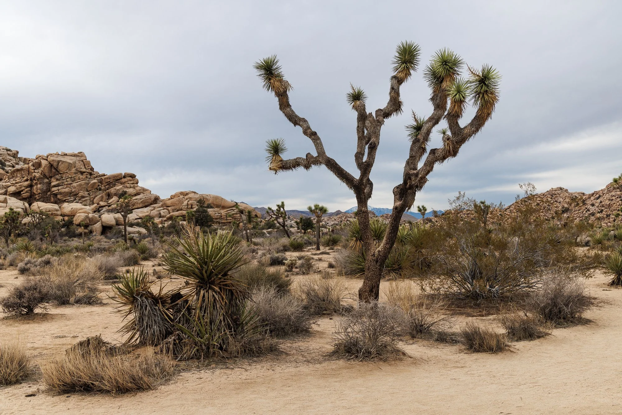 desert-scene-©NadeenFlynnPhotography-4259.jpg
