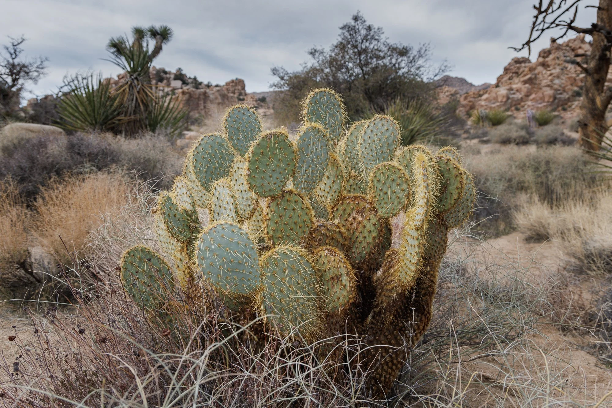 Joshua-Tree-Cactus-©NadeenFlynnPhotograph-4243.jpg