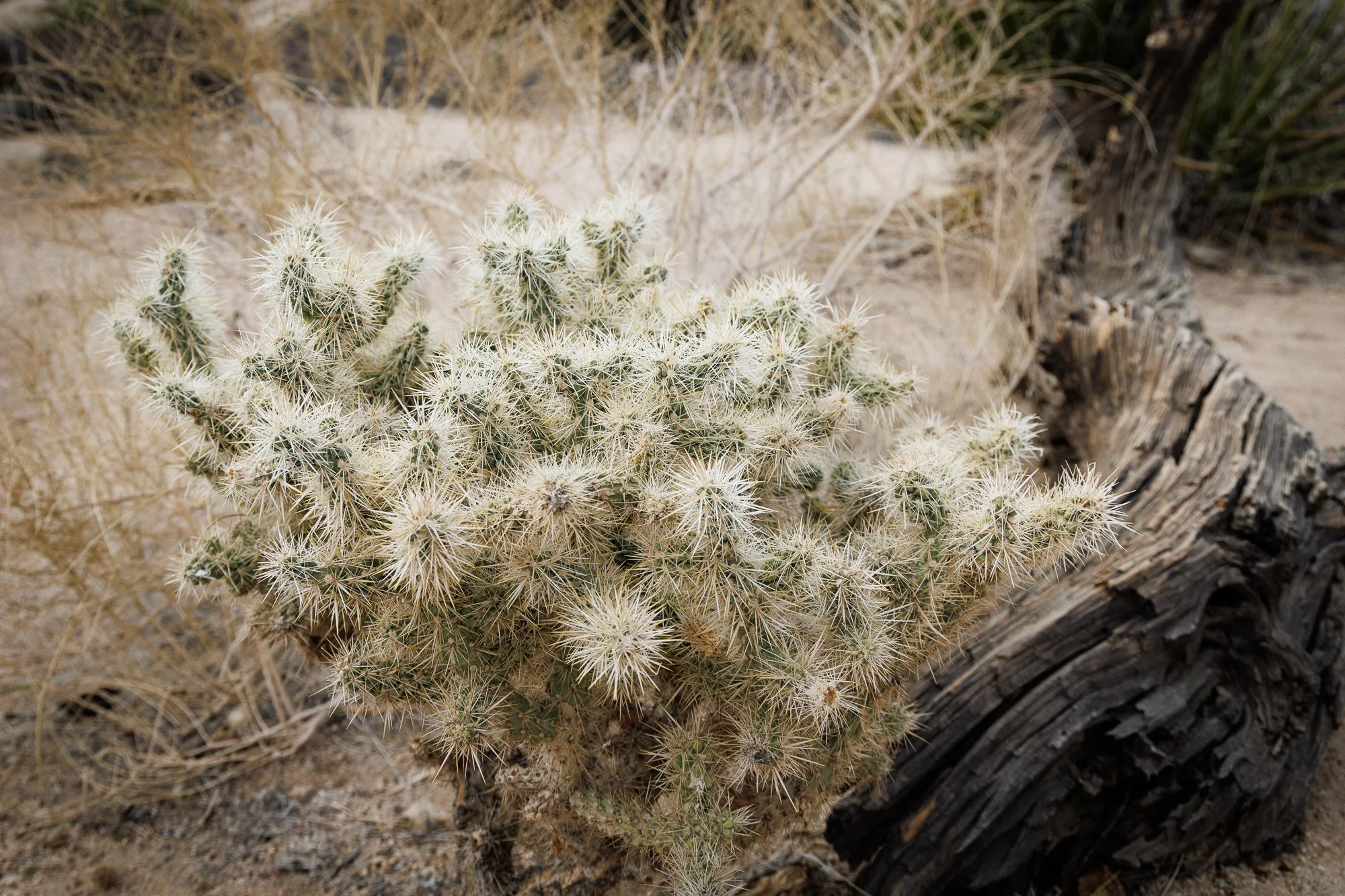 Joshua-Tree-Cactus-©NadeenFlynnPhotograph-4244.jpg