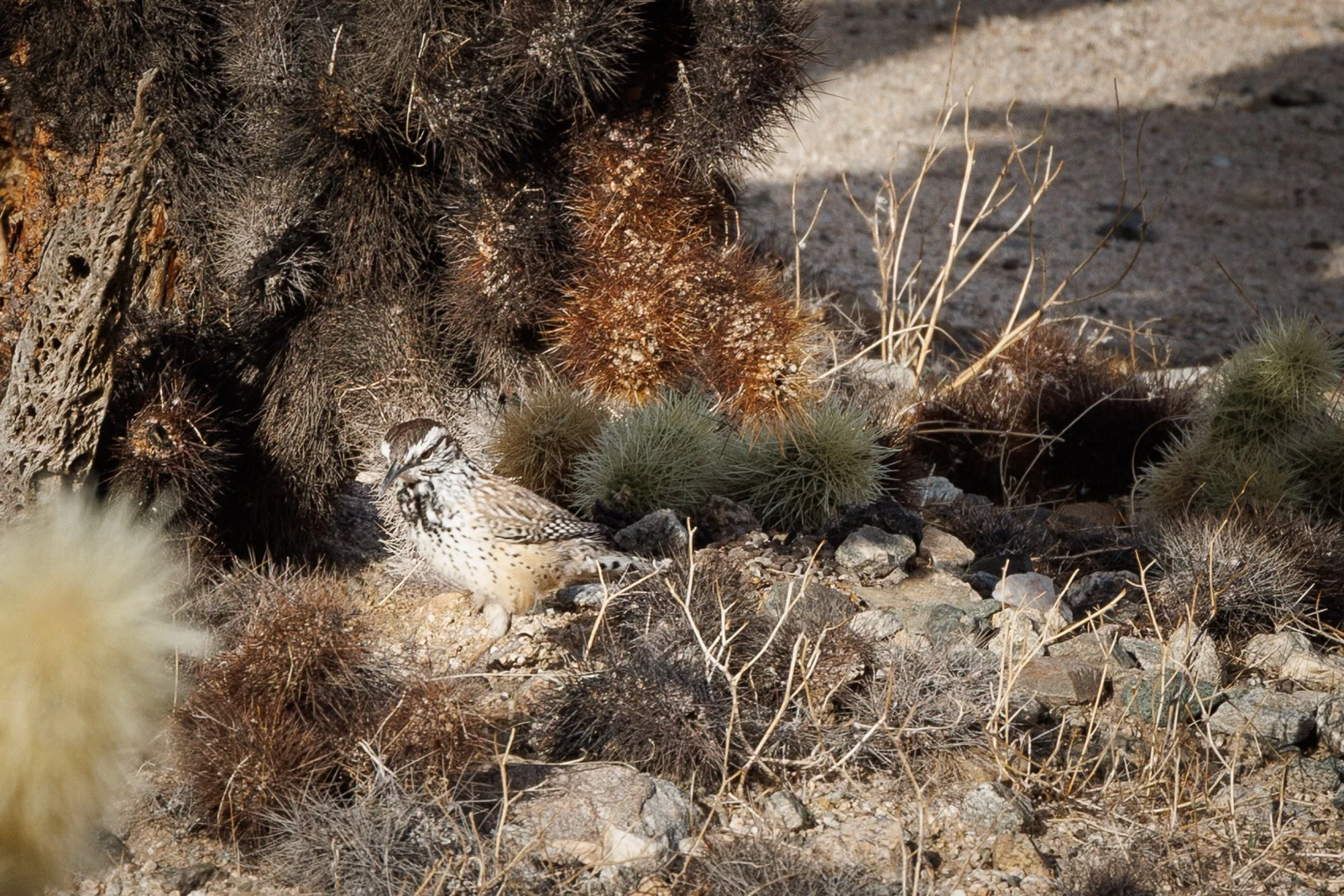 Joshua-Tree-Cactus-Wren-©NadeenFlynnPhotograph-4293.jpg