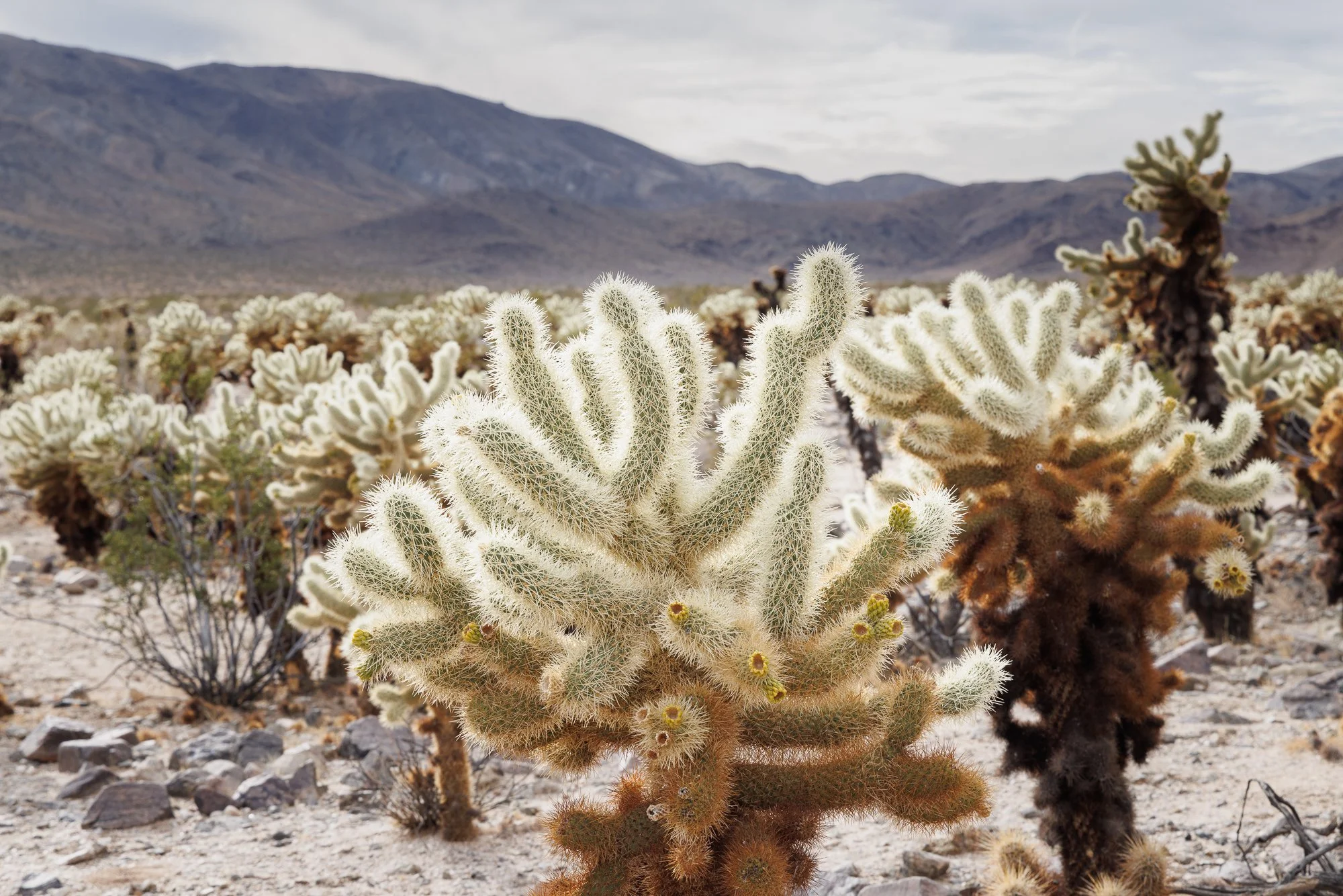 Joshua-Tree-Challa-Cactus-©NadeenFlynnPhotograph-4273.jpg