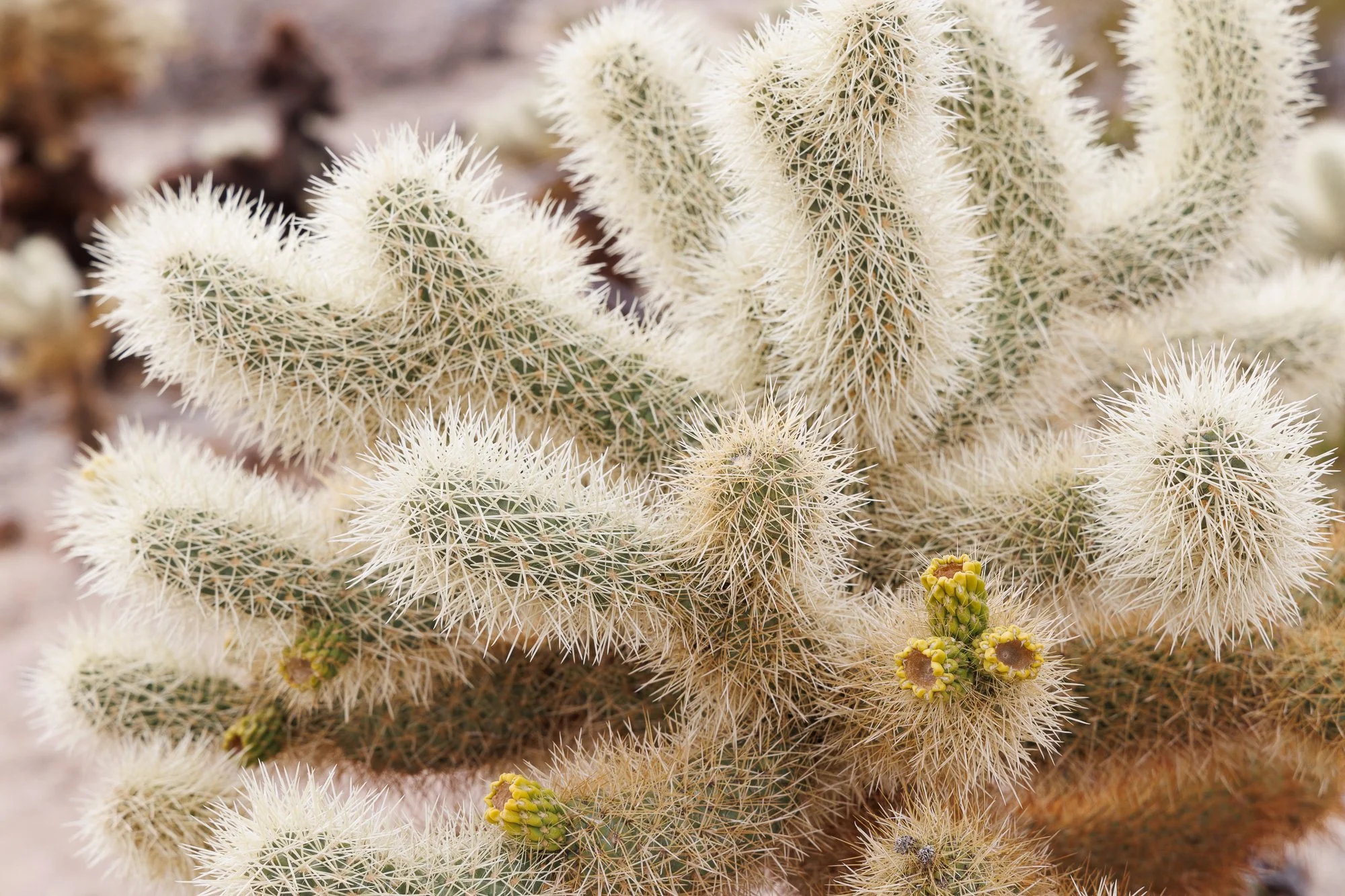 Joshua-Tree-Challa-Cactus-©NadeenFlynnPhotograph-4282.jpg