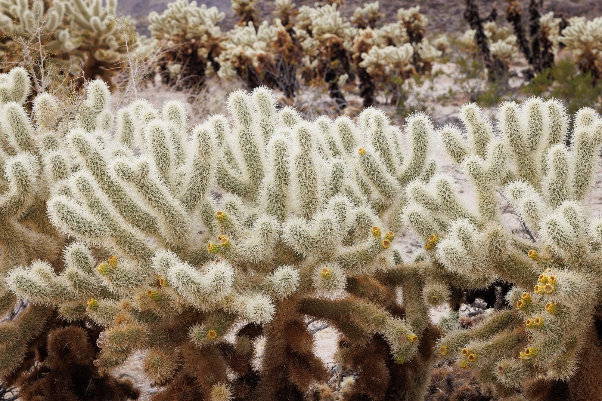 Joshua-Tree-Challa-Cactus-©NadeenFlynnPhotograph-4284.jpg