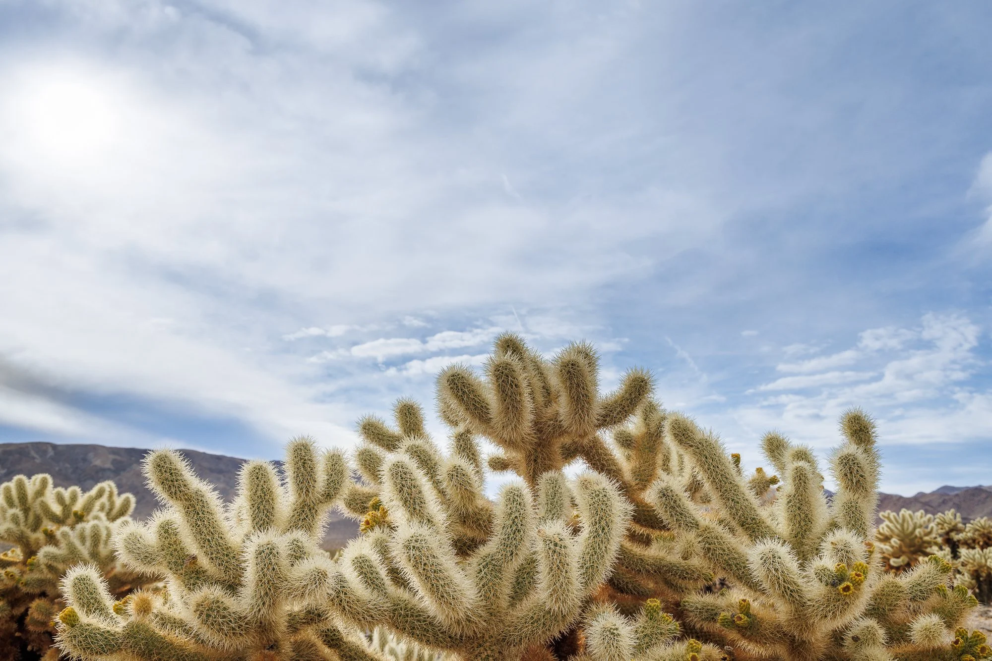 Joshua-Tree-Cholla-©NadeenFlynnPhotograph-4285-.jpg