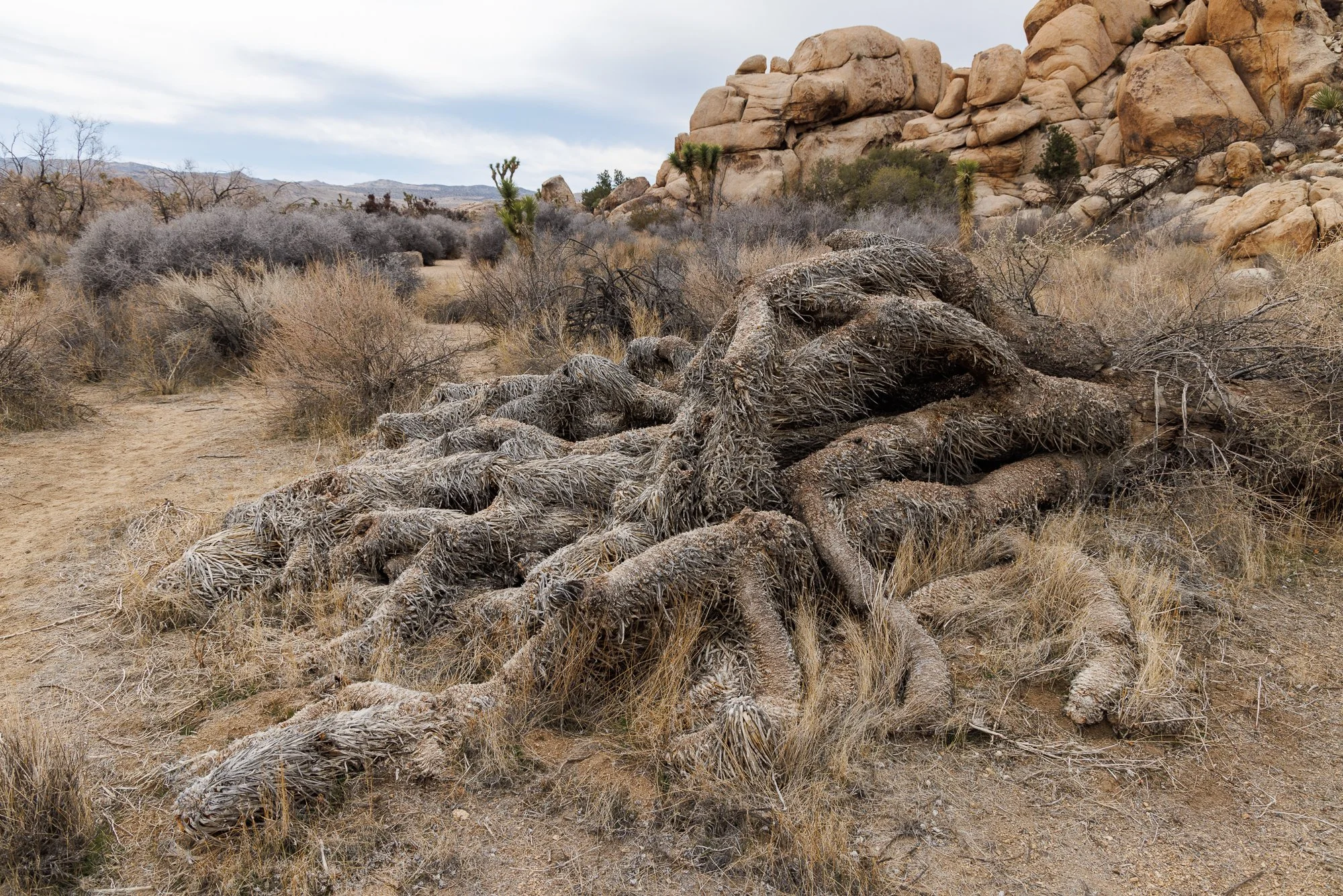 Joshua-Tree-Fallen-©NadeenFlynnPhotograph-4265.jpg